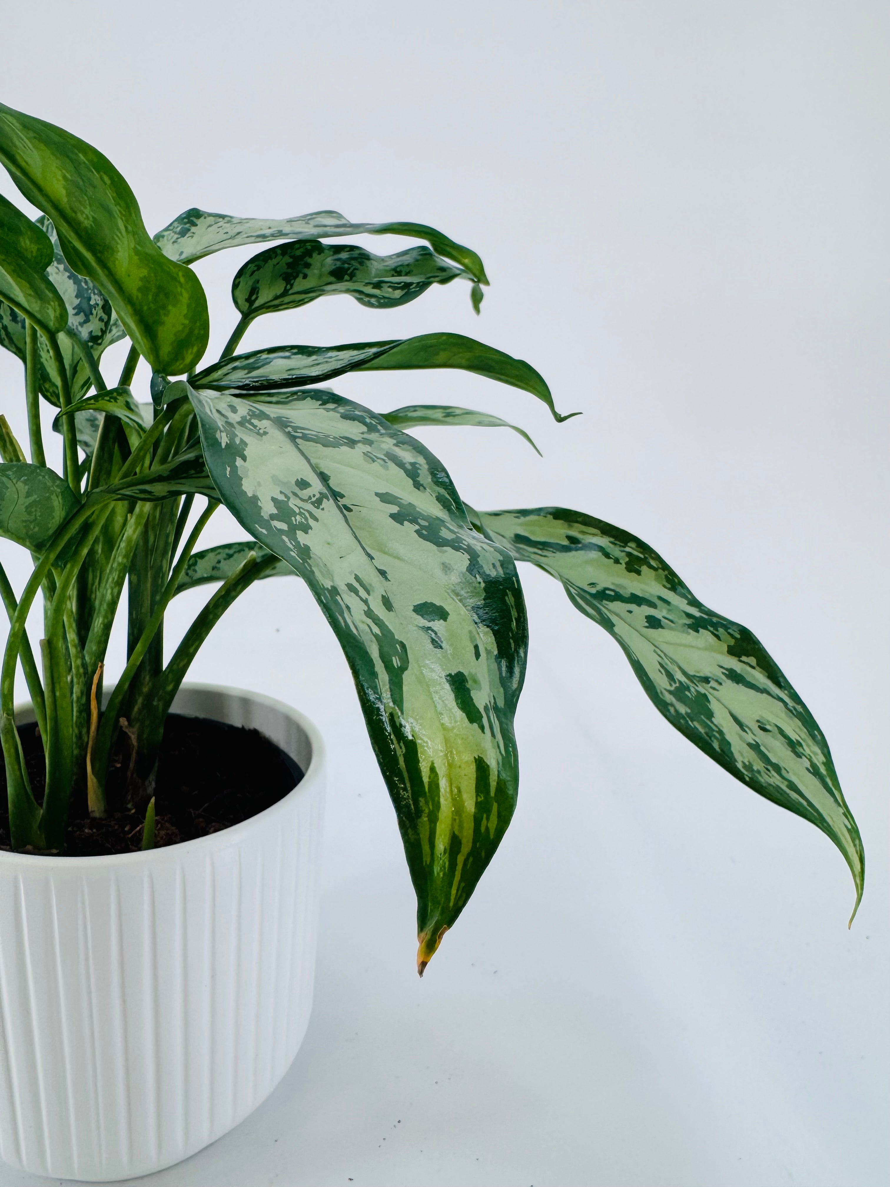 AGLAONEMA SILVER QUEEN GREEN M14