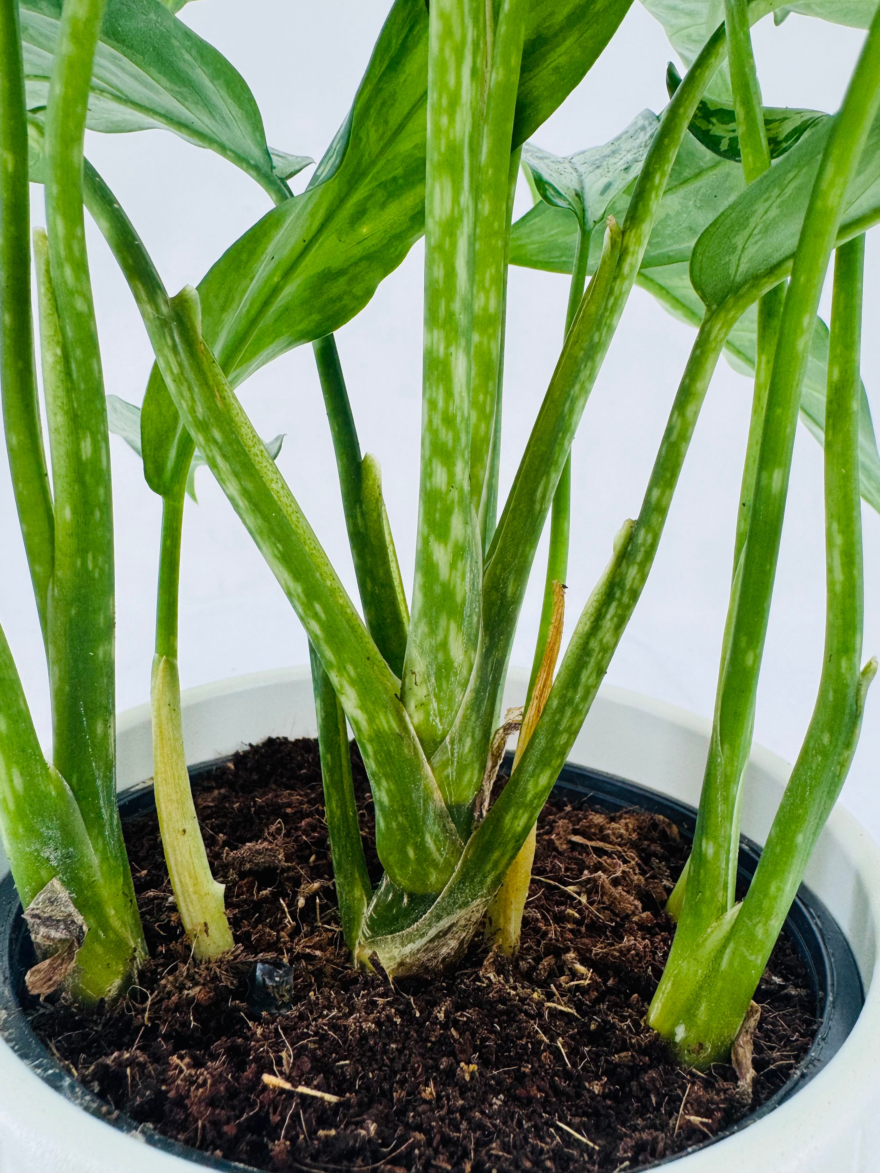 AGLAONEMA SILVER QUEEN GREEN M14