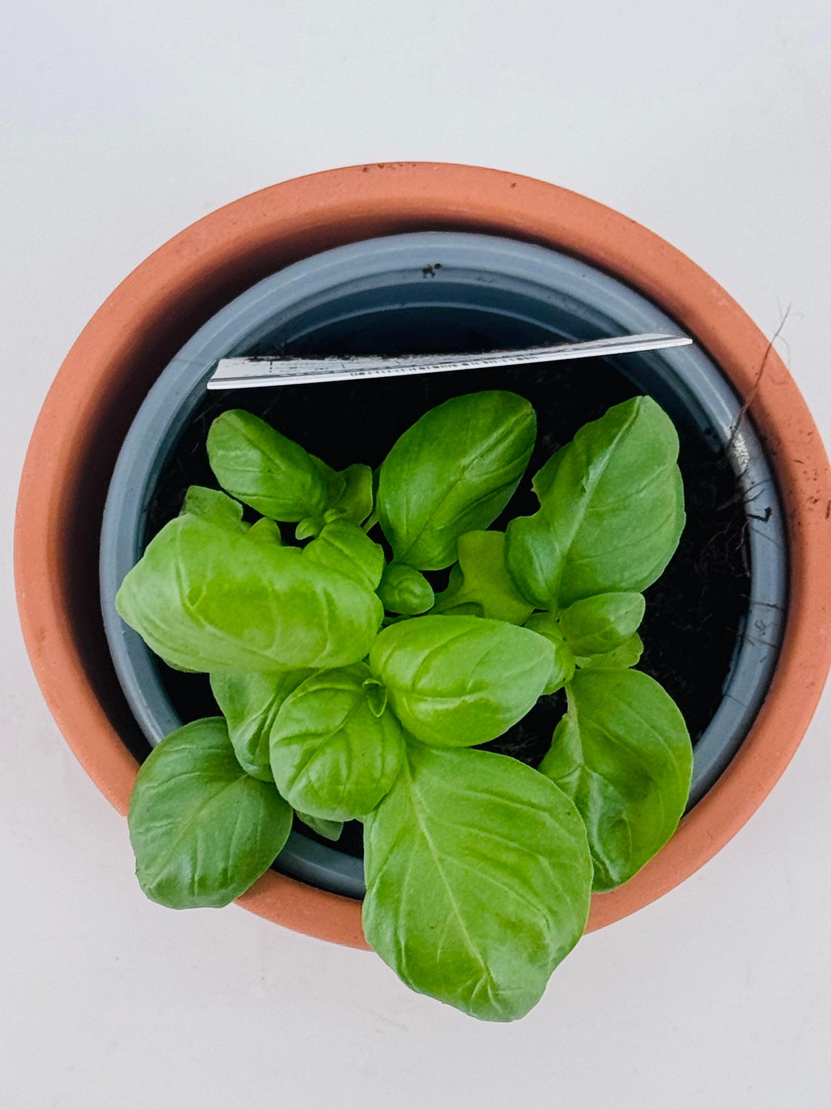 Planta de albahaca de hoja ancha con hojas verdes brillantes en maceta de terracota sobre fondo blanco.