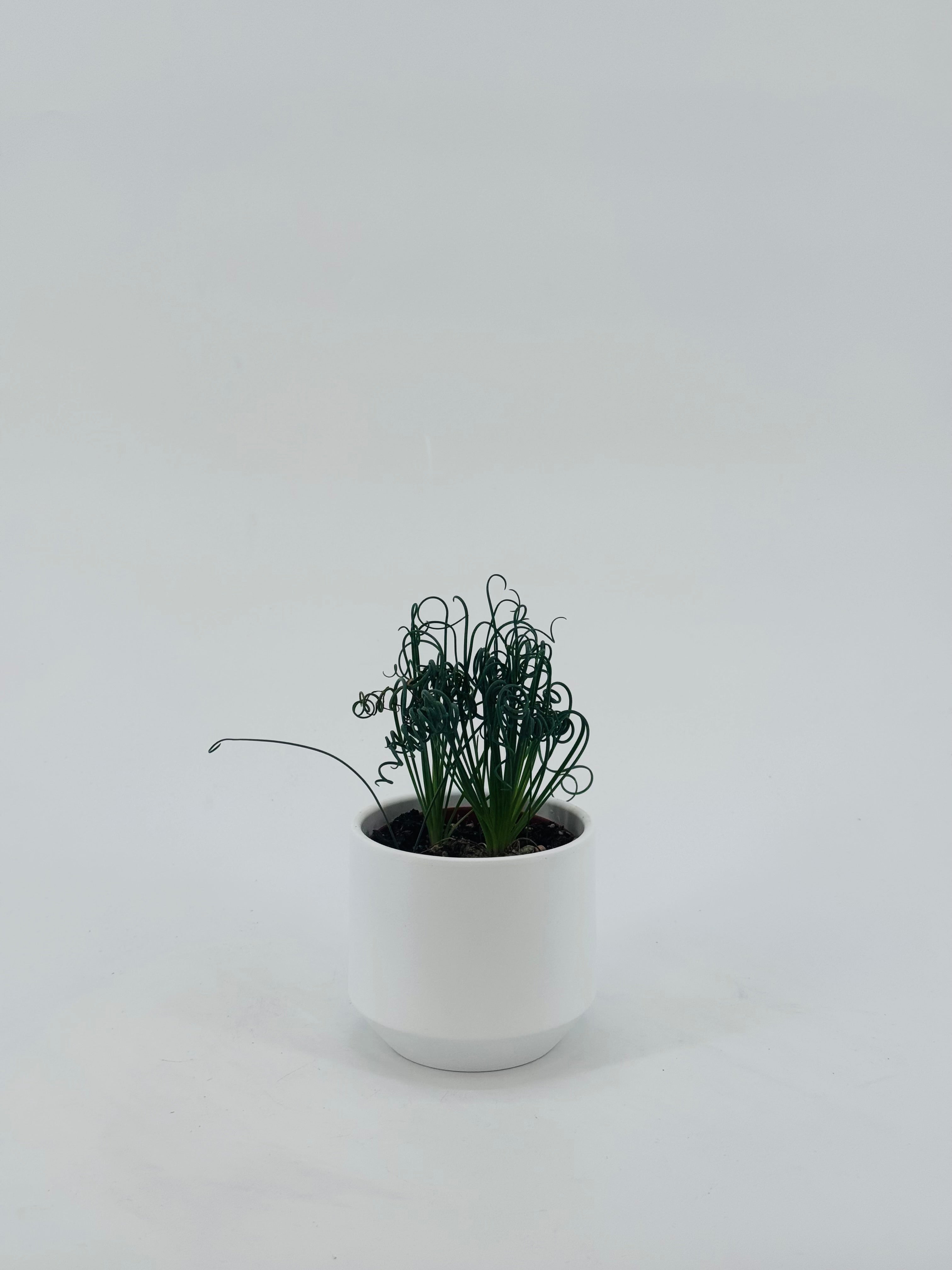 ALBUCA FRIZZLE SIZZLE SPIRALIS