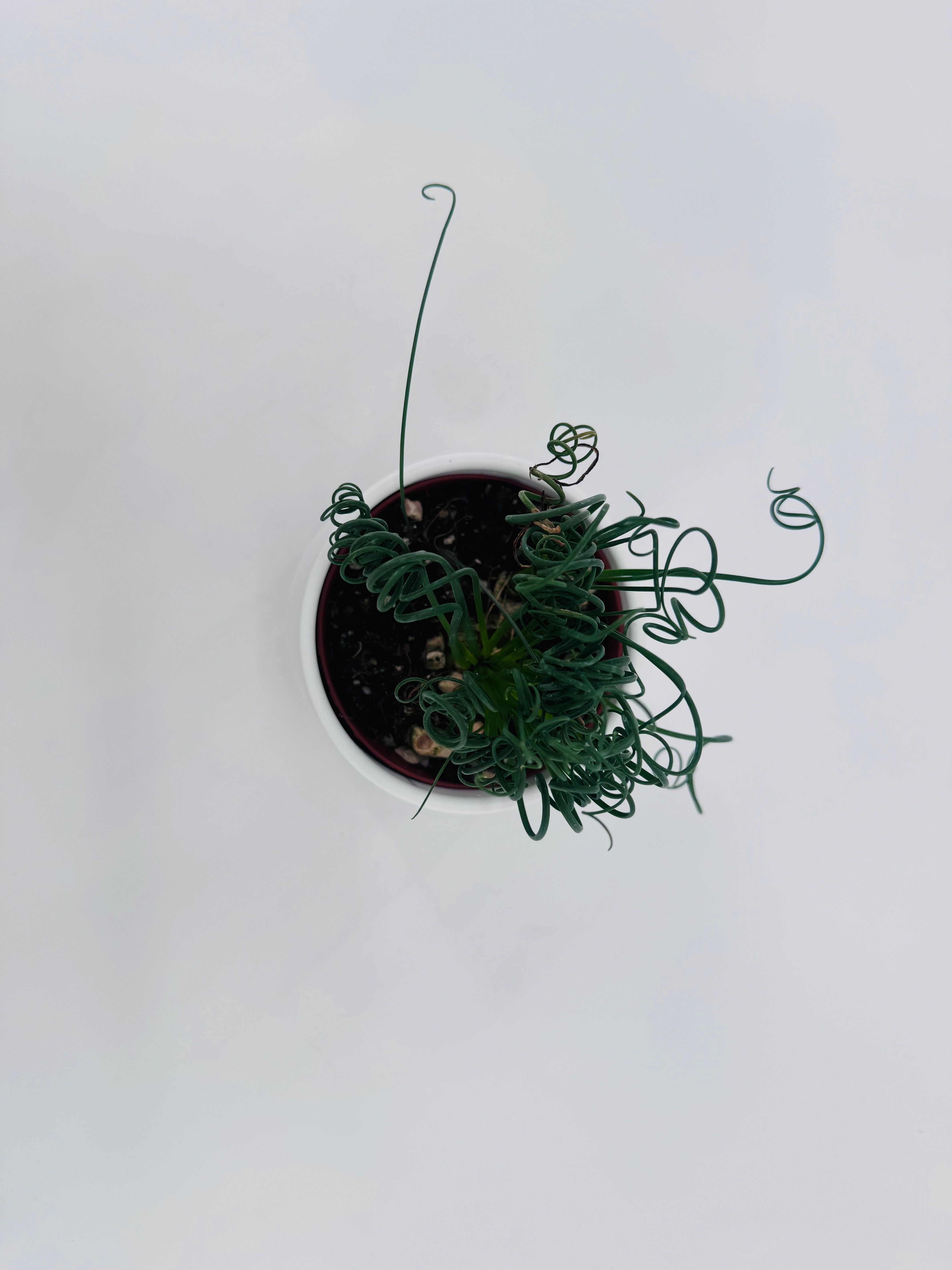 ALBUCA FRIZZLE SIZZLE SPIRALIS