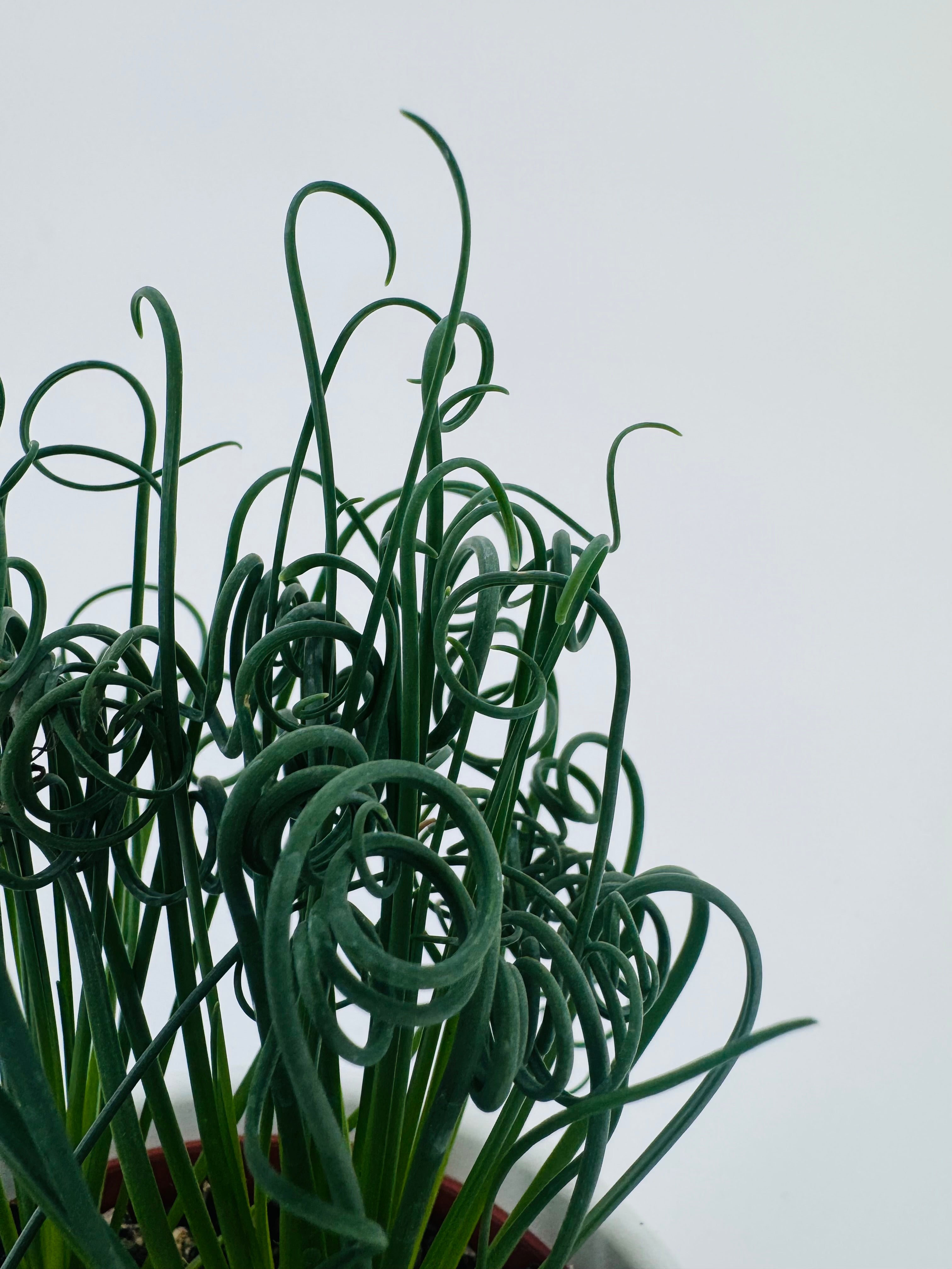 Albuca Frizzle Sizzle (Albuca spiralis) con hojas rizadas en espiral de color verde intenso.