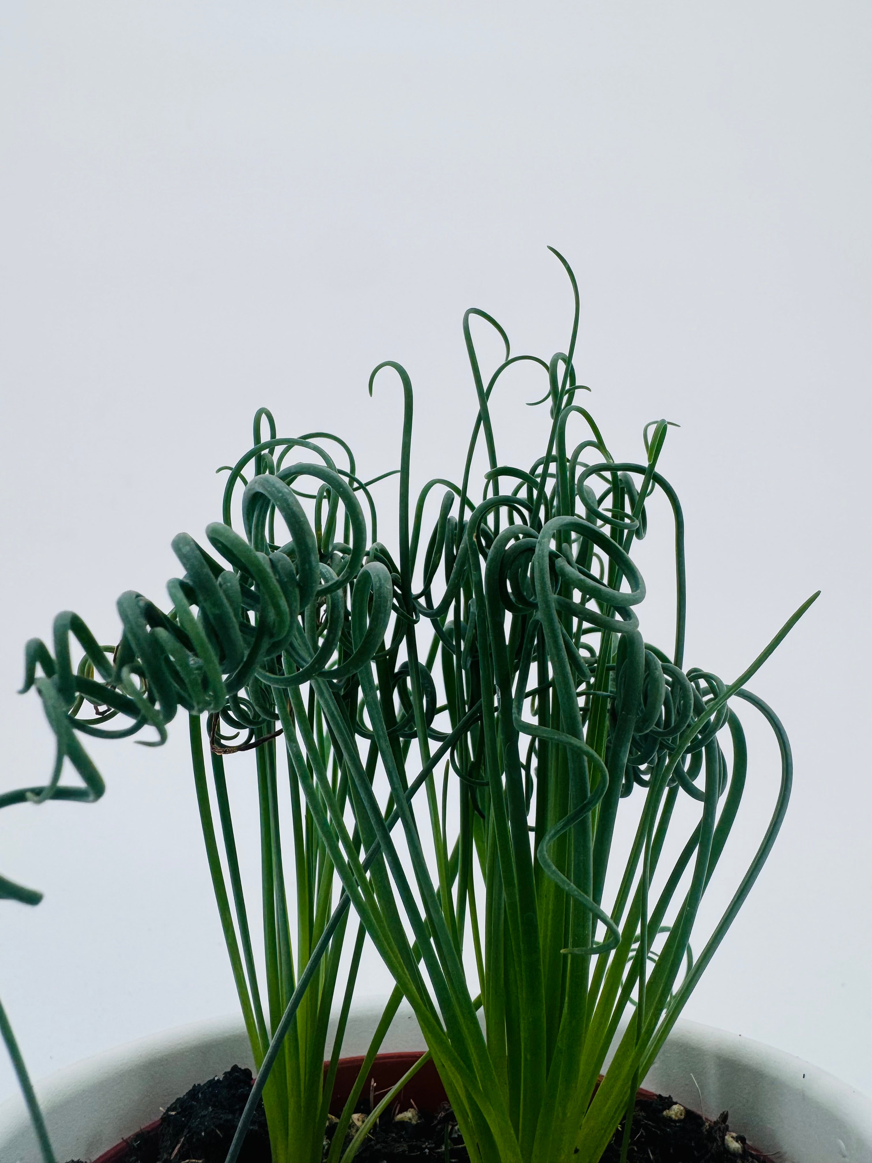 Albuca Frizzle Sizzle Spiralis con hojas rizadas verde oscuro en maceta blanca.
