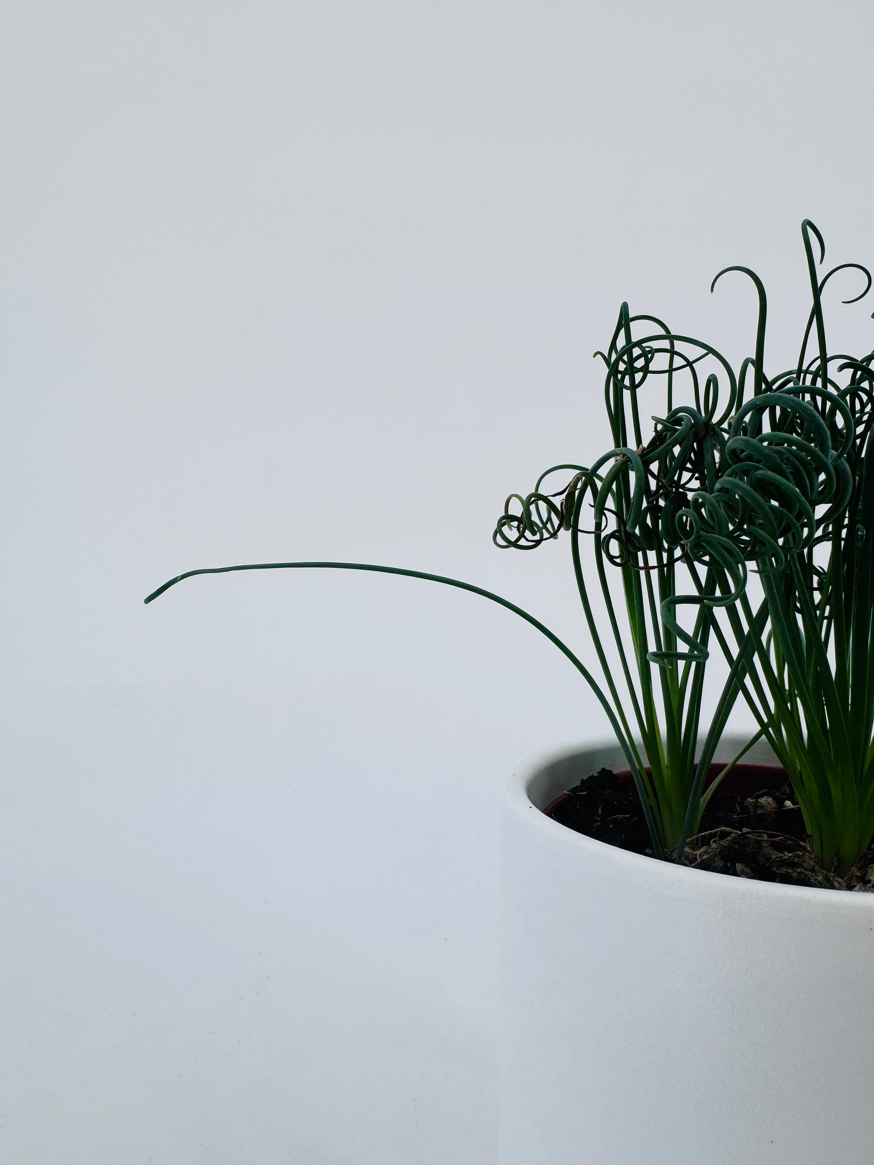 Albuca Frizzle Sizzle Spiralis en maceta blanca, con hojas rizadas verde oscuro.