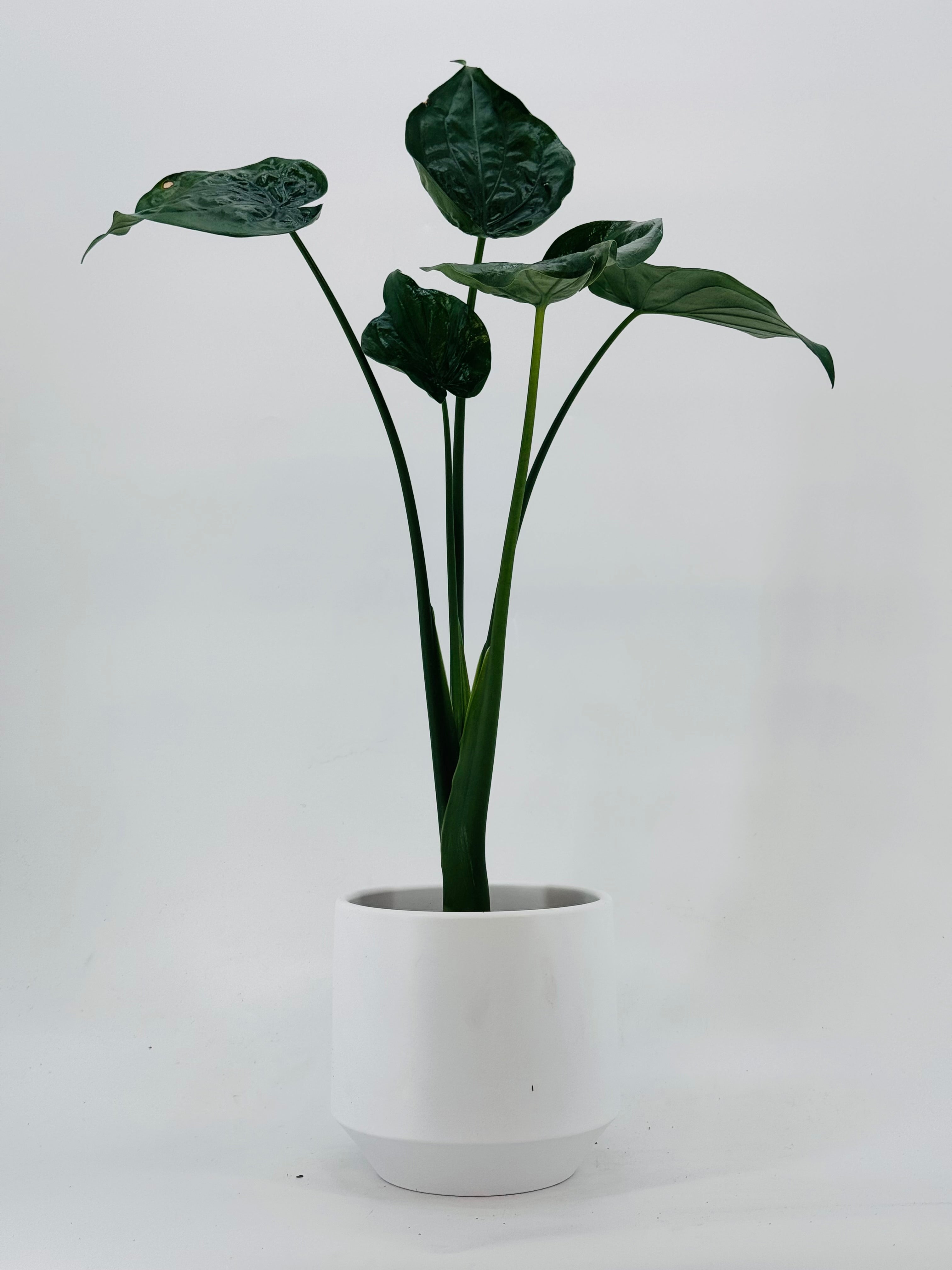 ALOCASIA CUCULLATA M17