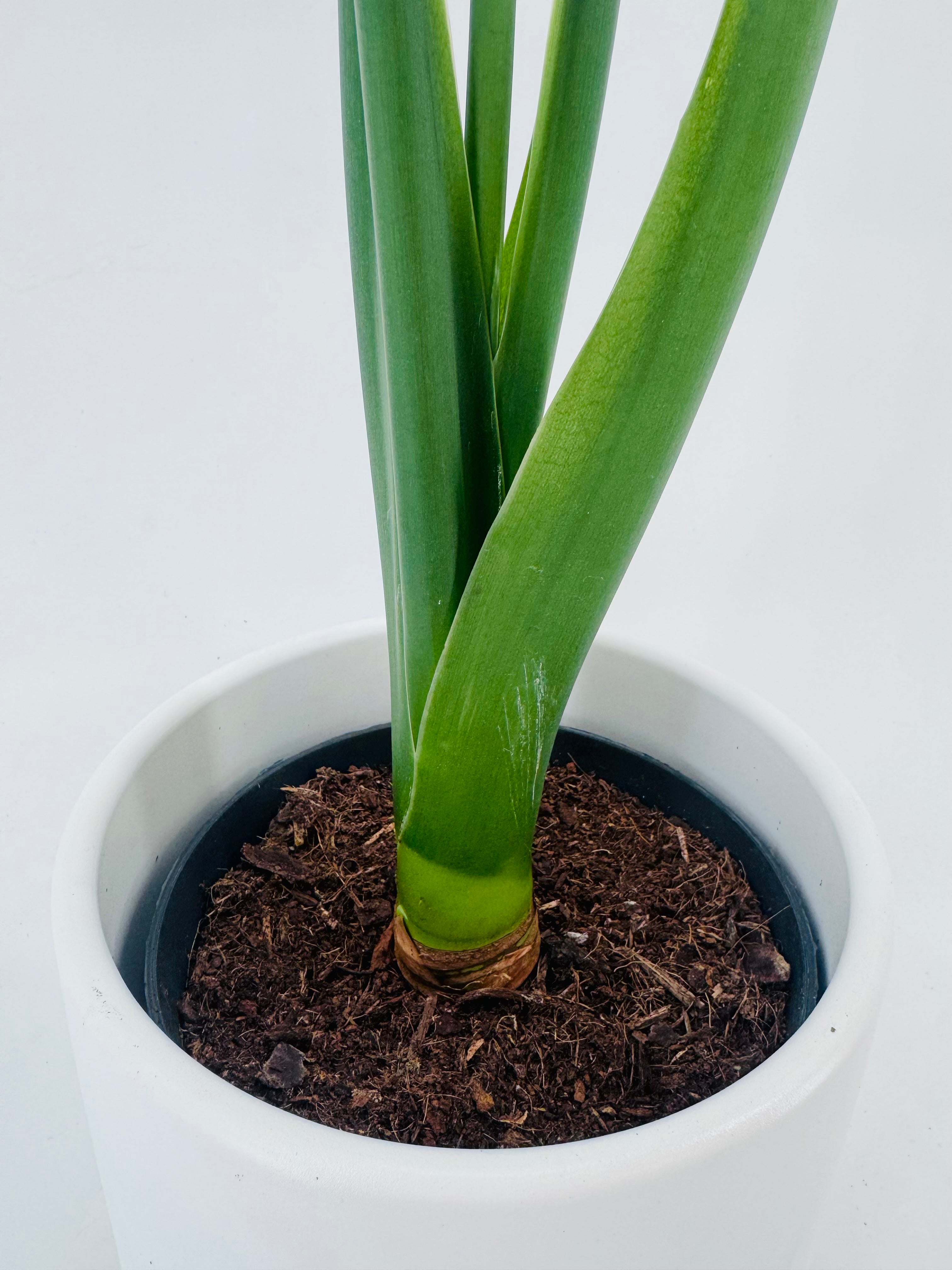 ALOCASIA CUCULLATA M17