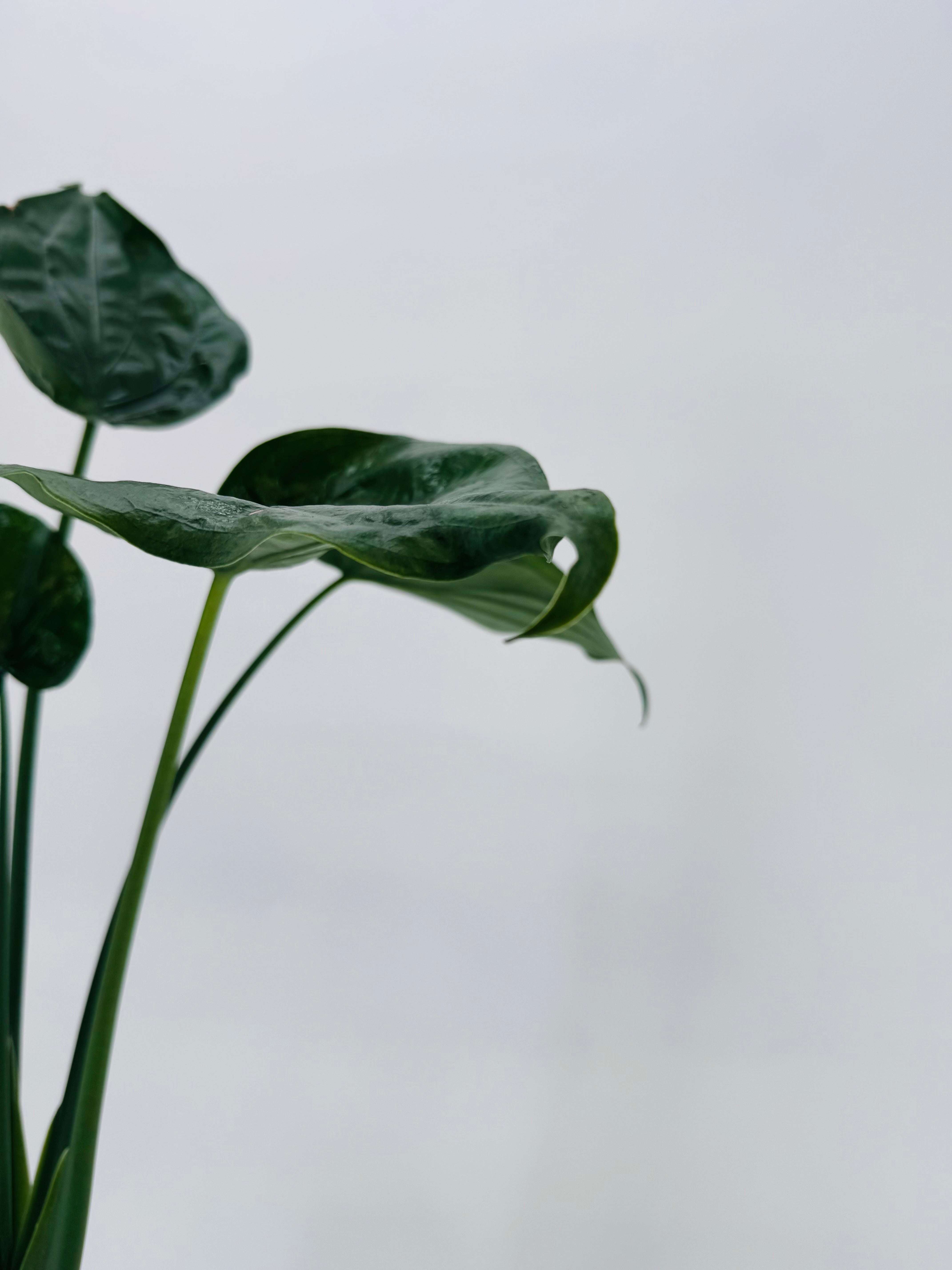 ALOCASIA CUCULLATA M17