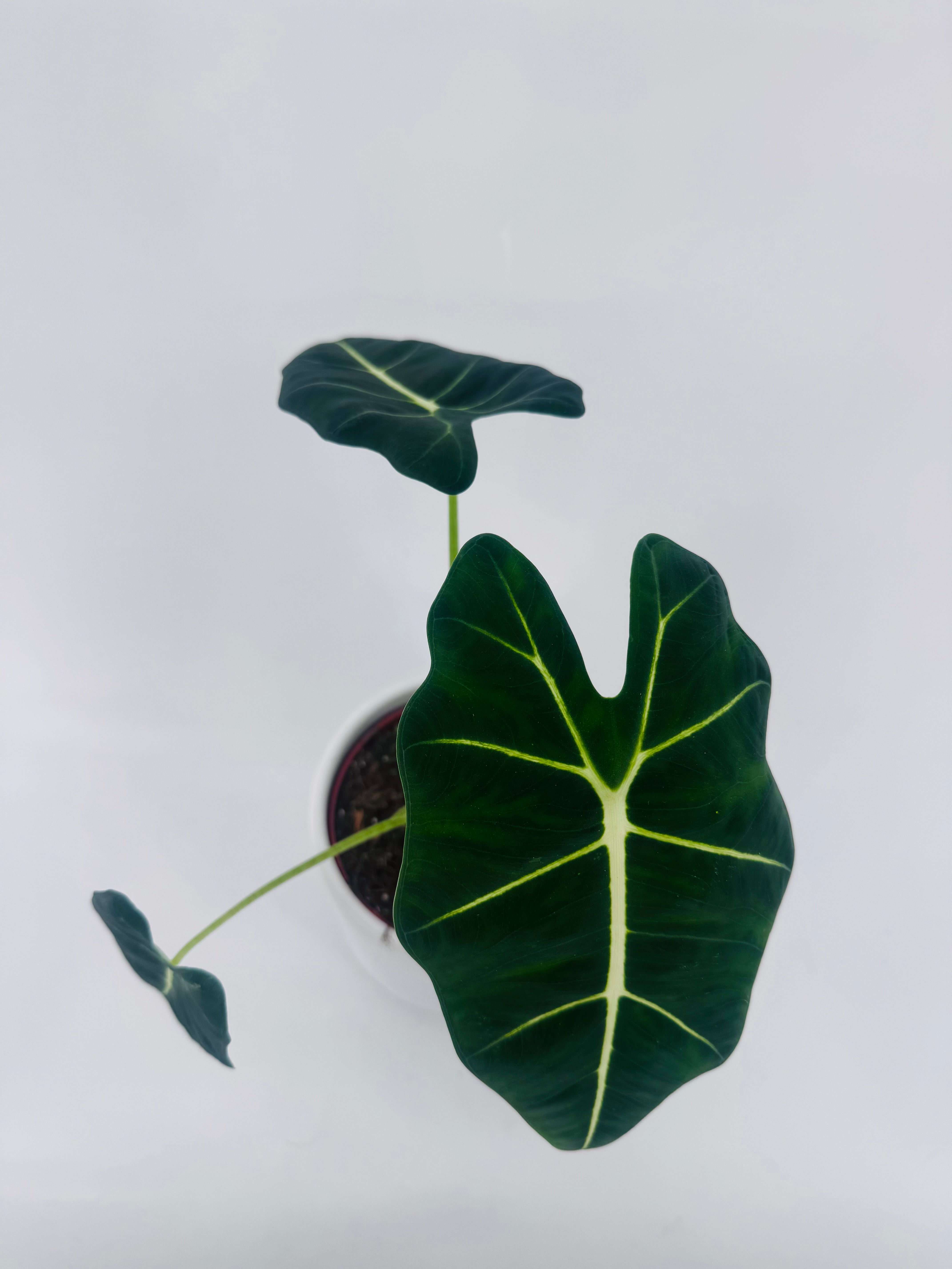 ALOCASIA FRYDEK M12
