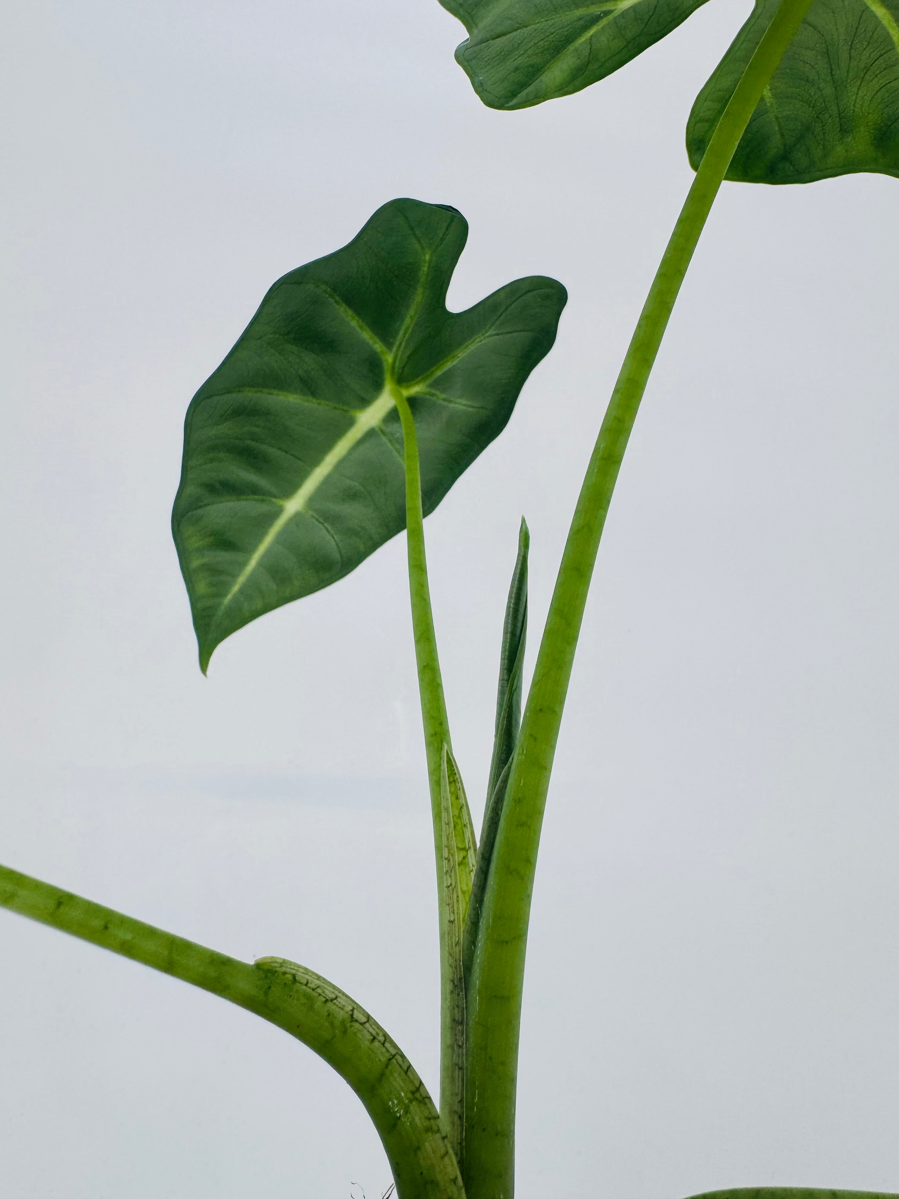 ALOCASIA FRYDEK M12
