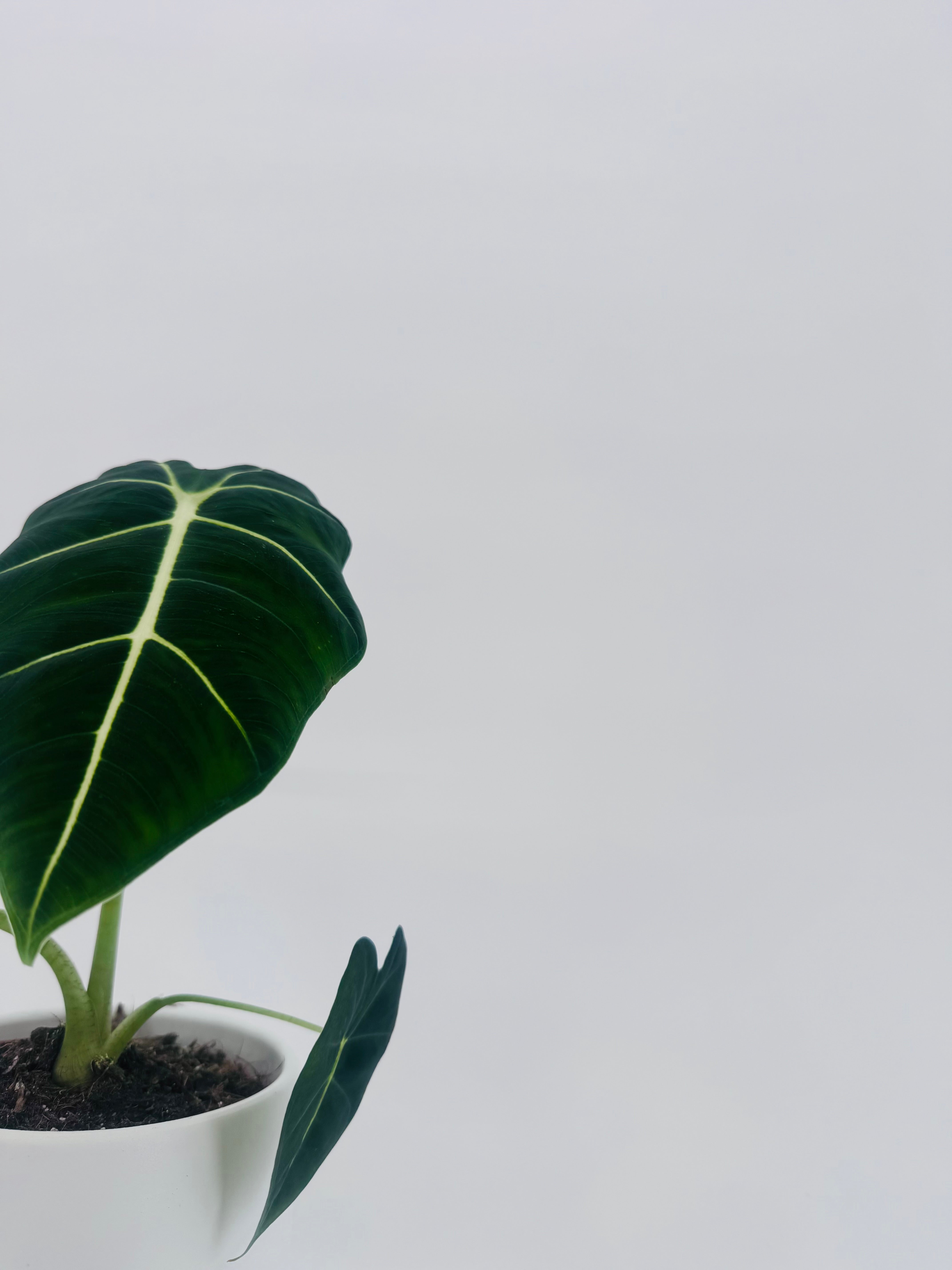 ALOCASIA FRYDEK M12