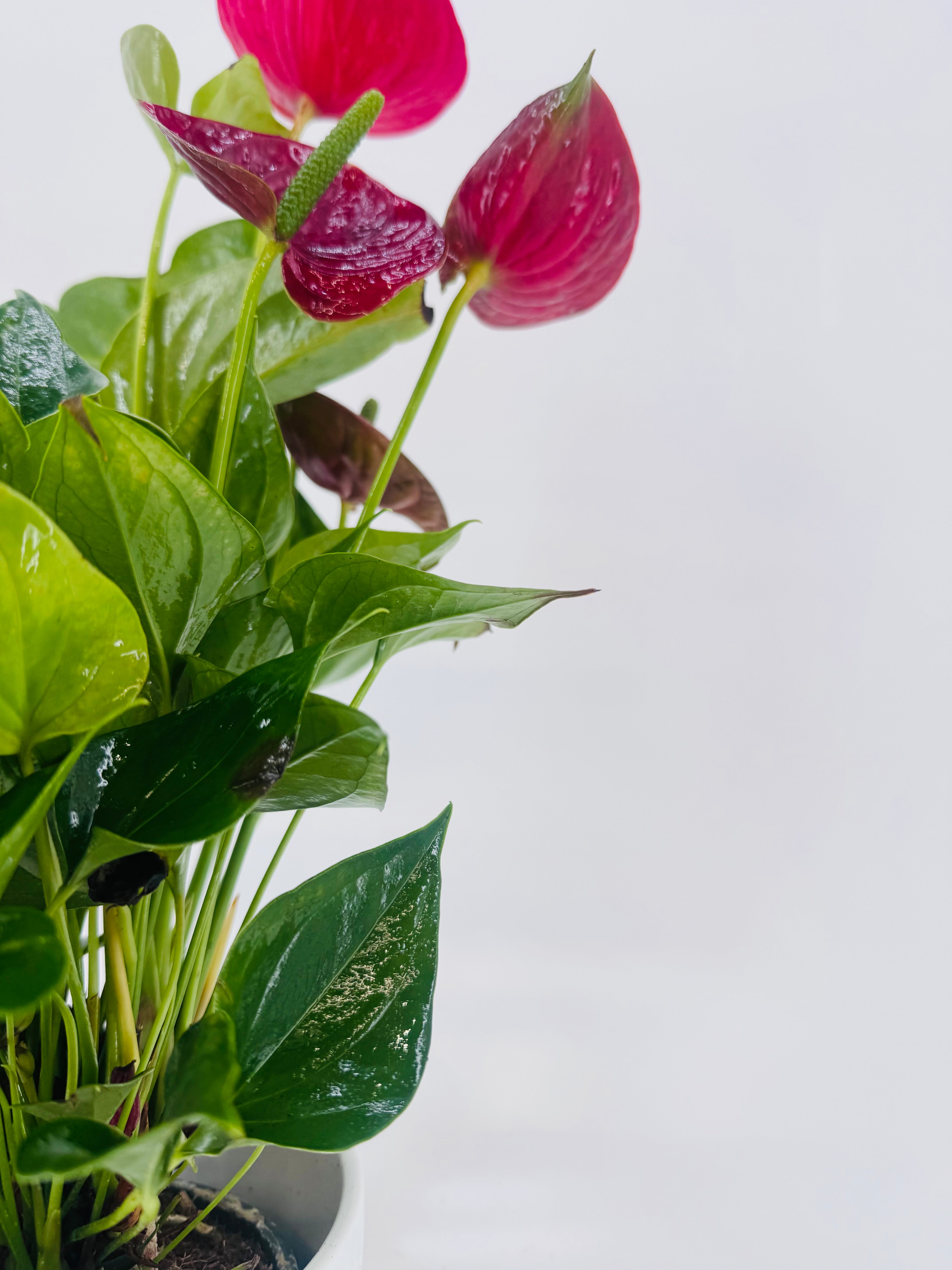 ANTHURIUM ANDR. DIAMOND MIX M12