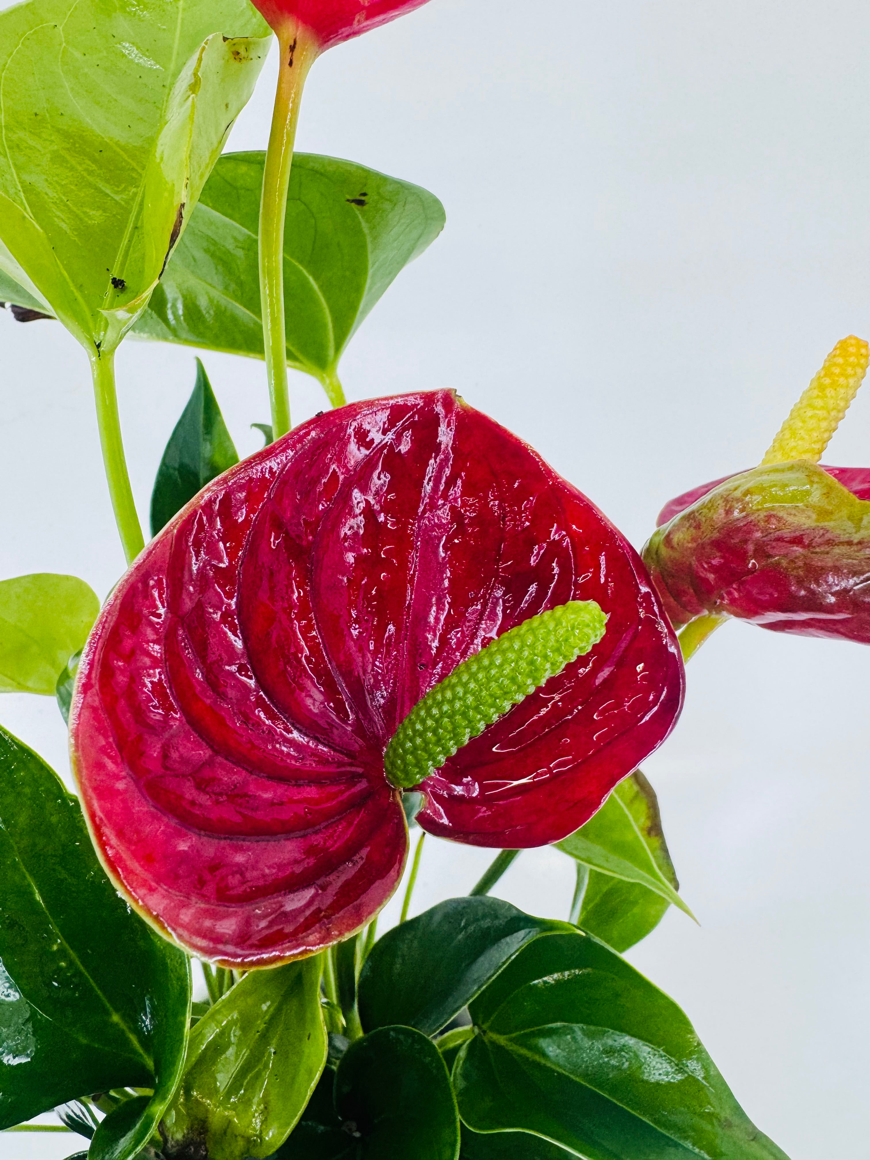 ANTHURIUM ANDR. DIAMOND MIX M12