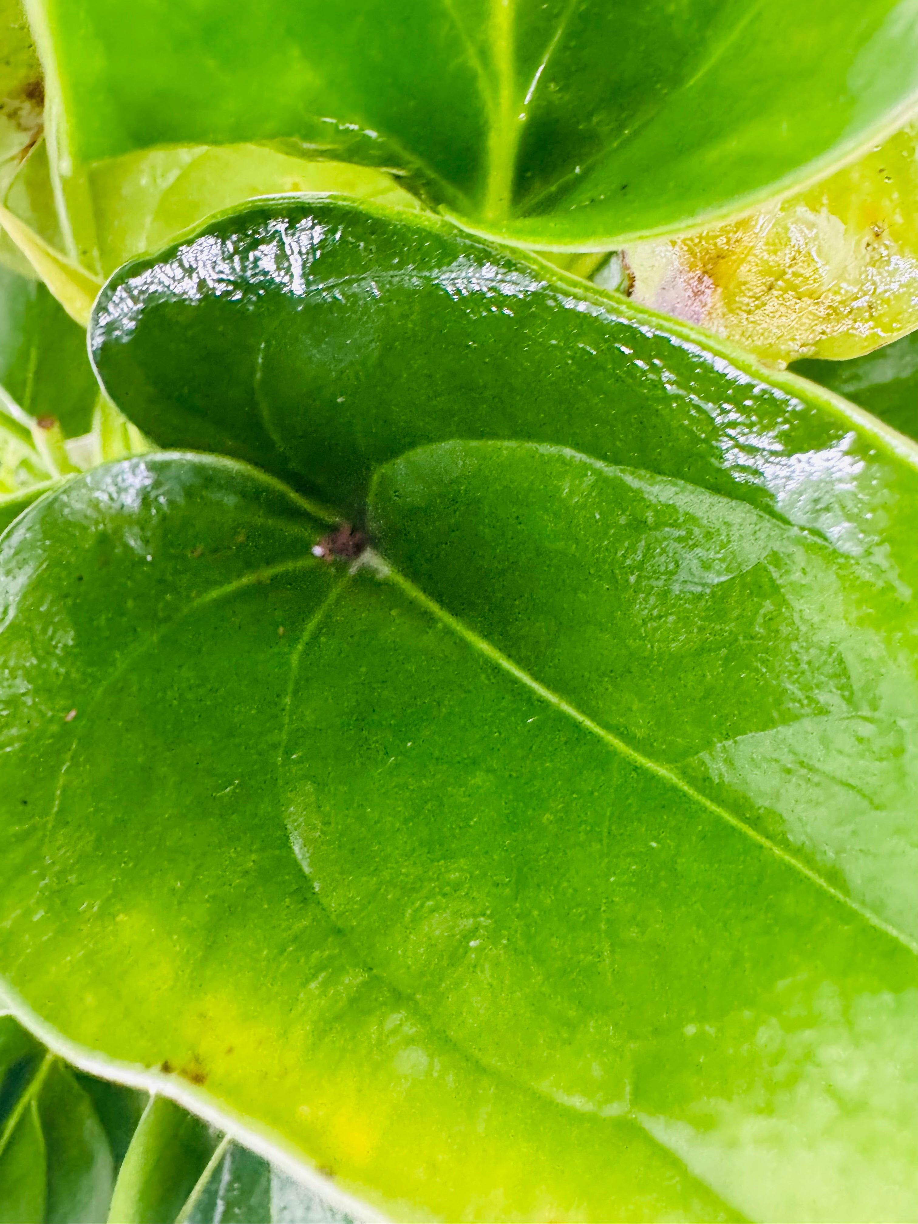 ANTHURIUM ANDR. DIAMOND MIX M12