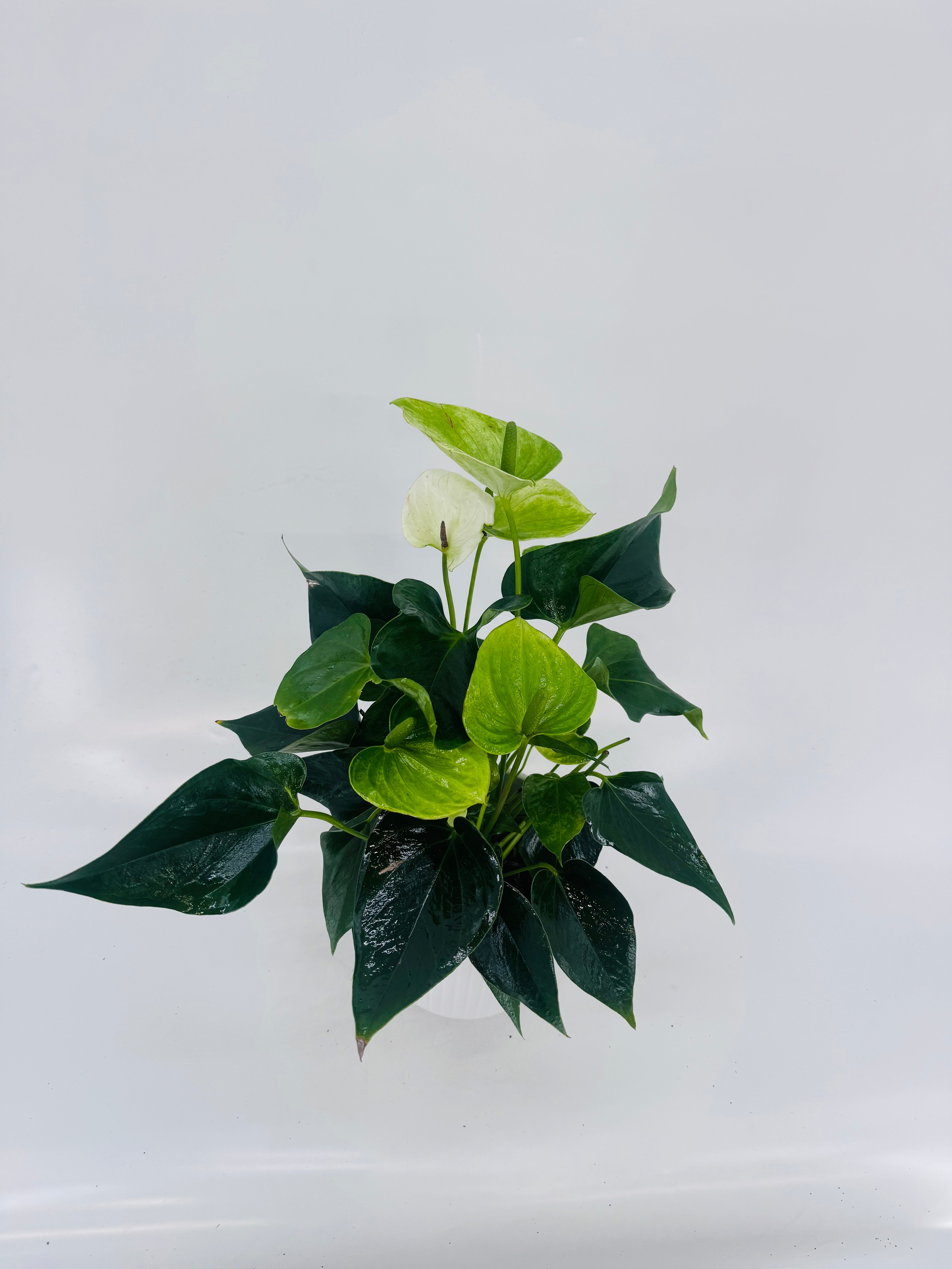 ANTHURIUM ANDR. M12 MIX