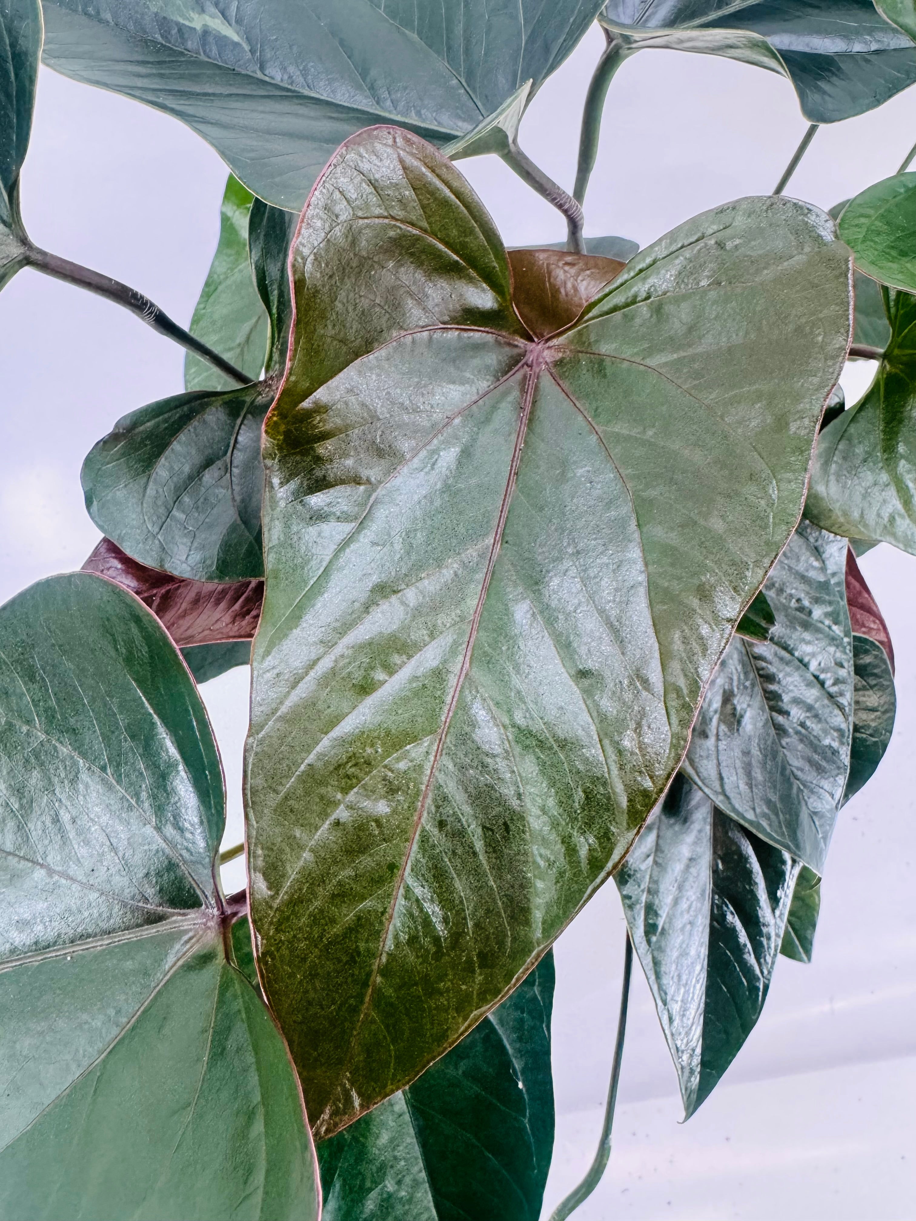 ANTHURIUM ANDR. MIX M17