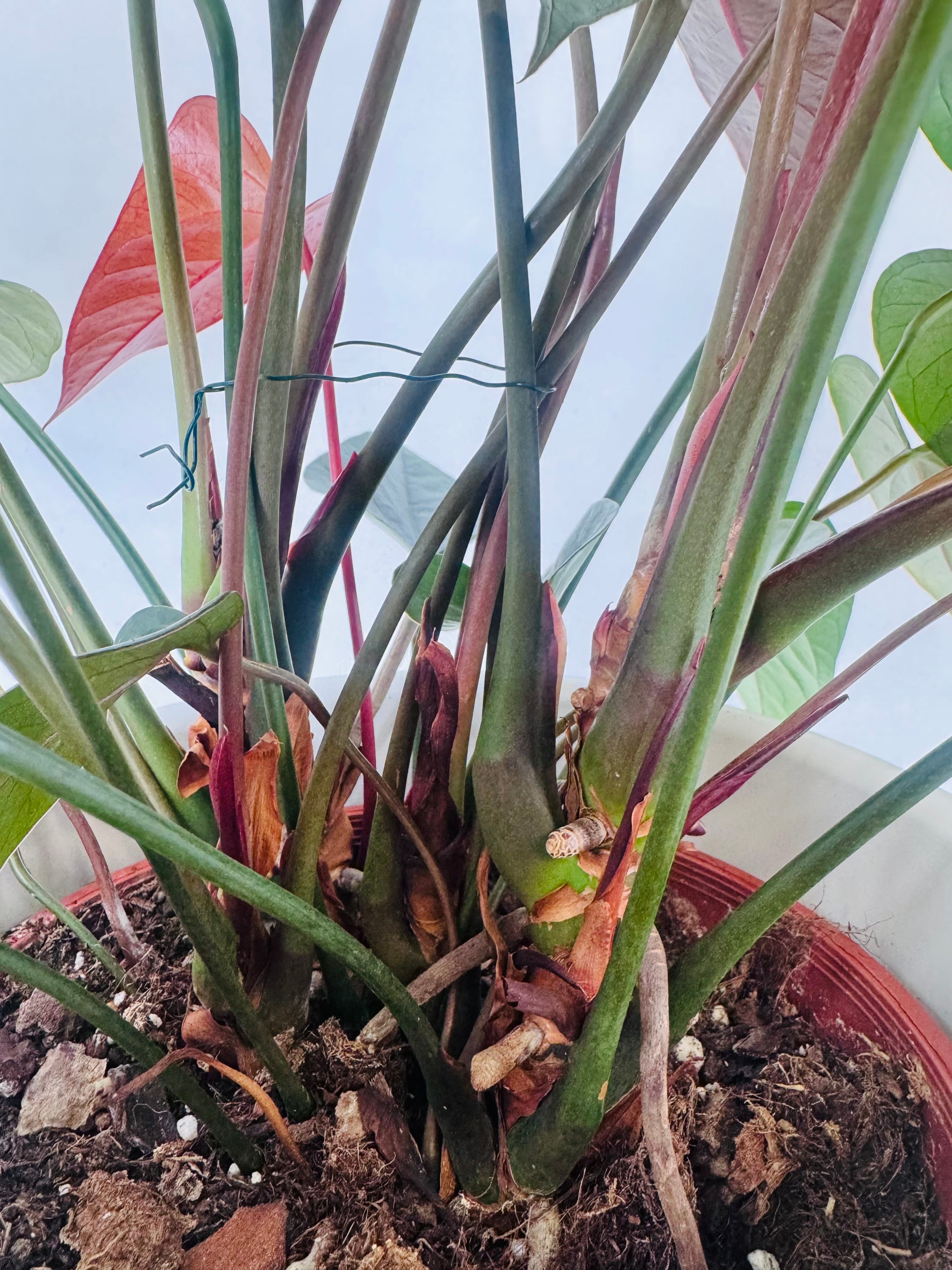 ANTHURIUM ANDR. MIX M17