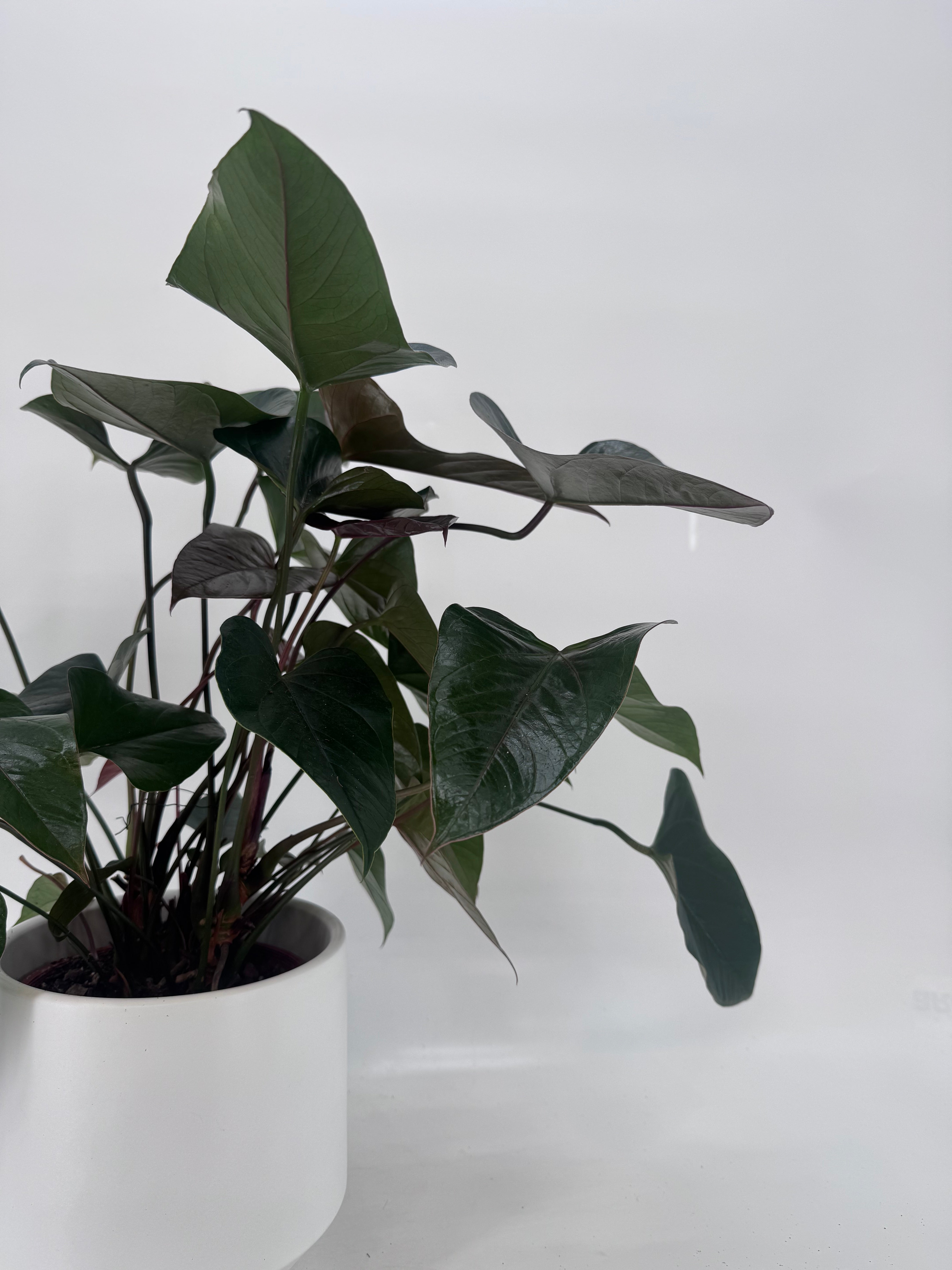 ANTHURIUM ANDR. MIX M17