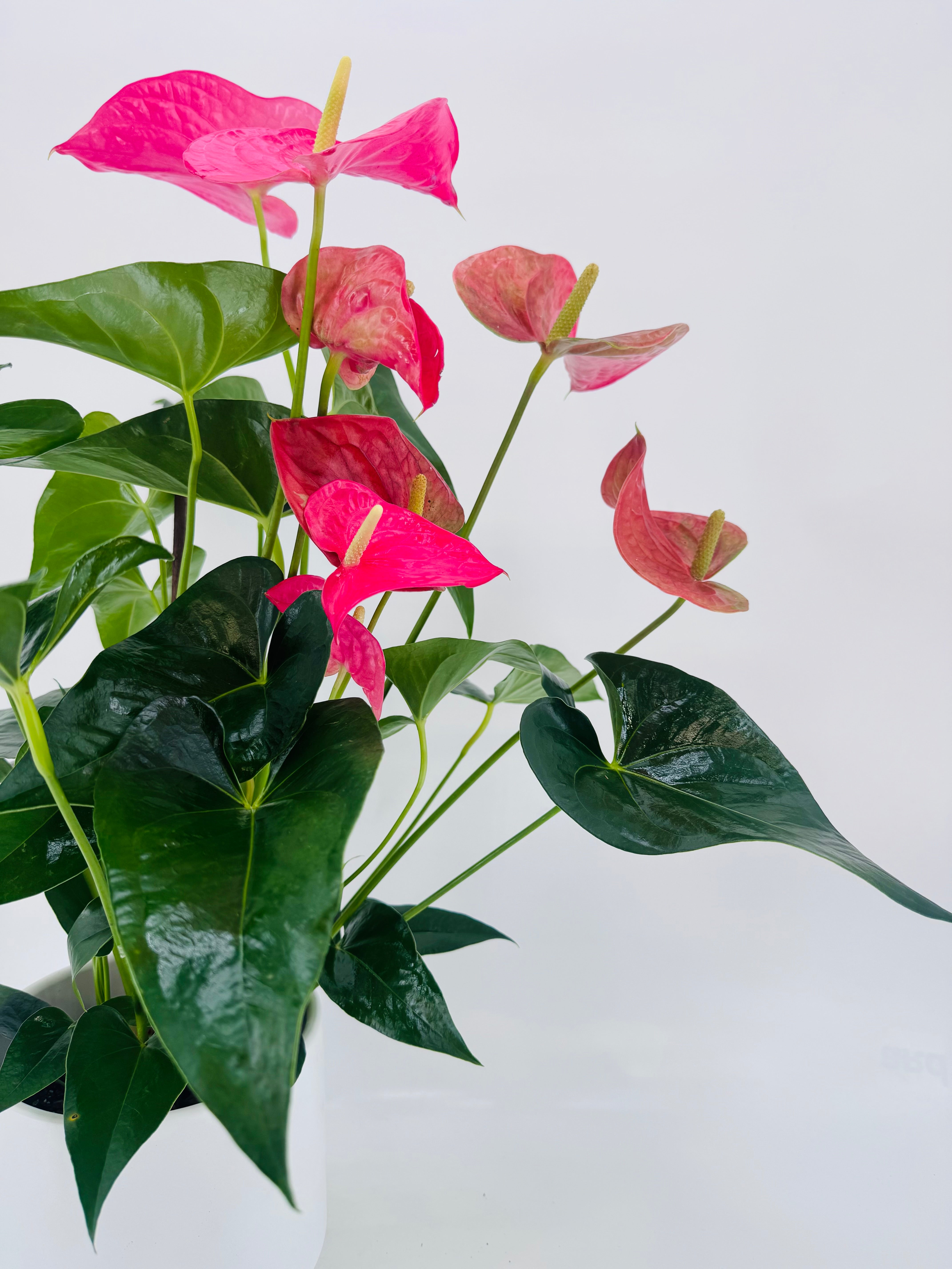 ANTHURIUM ANDR MIX M17