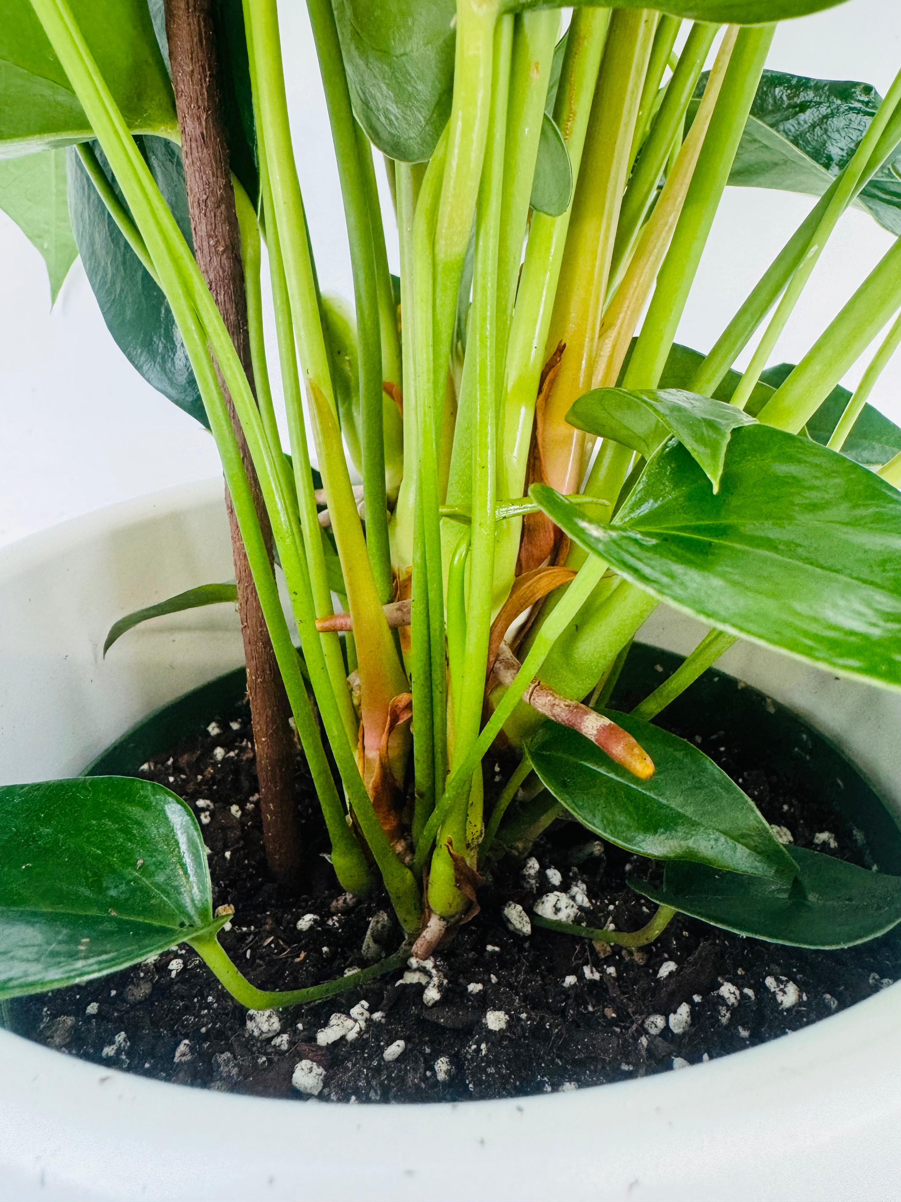 ANTHURIUM ANDR MIX M17