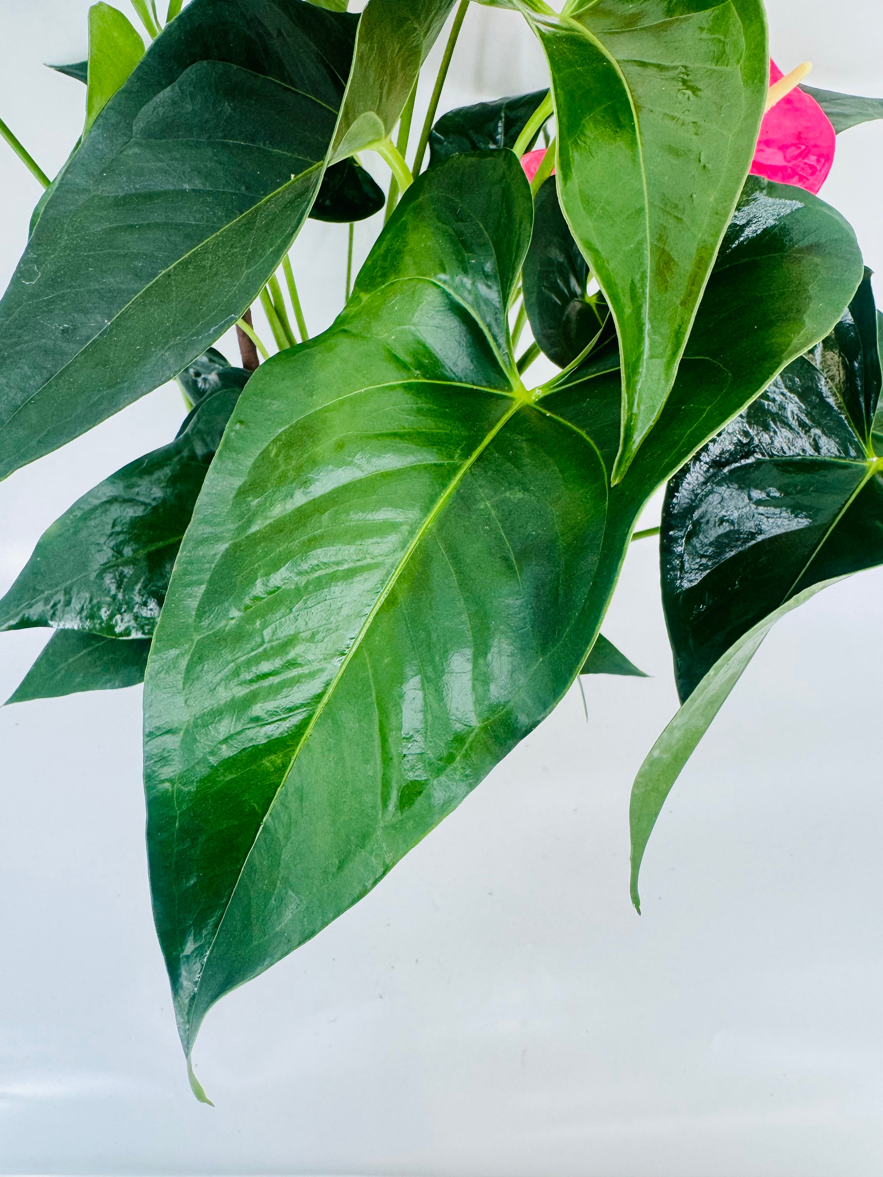 ANTHURIUM ANDR MIX M17