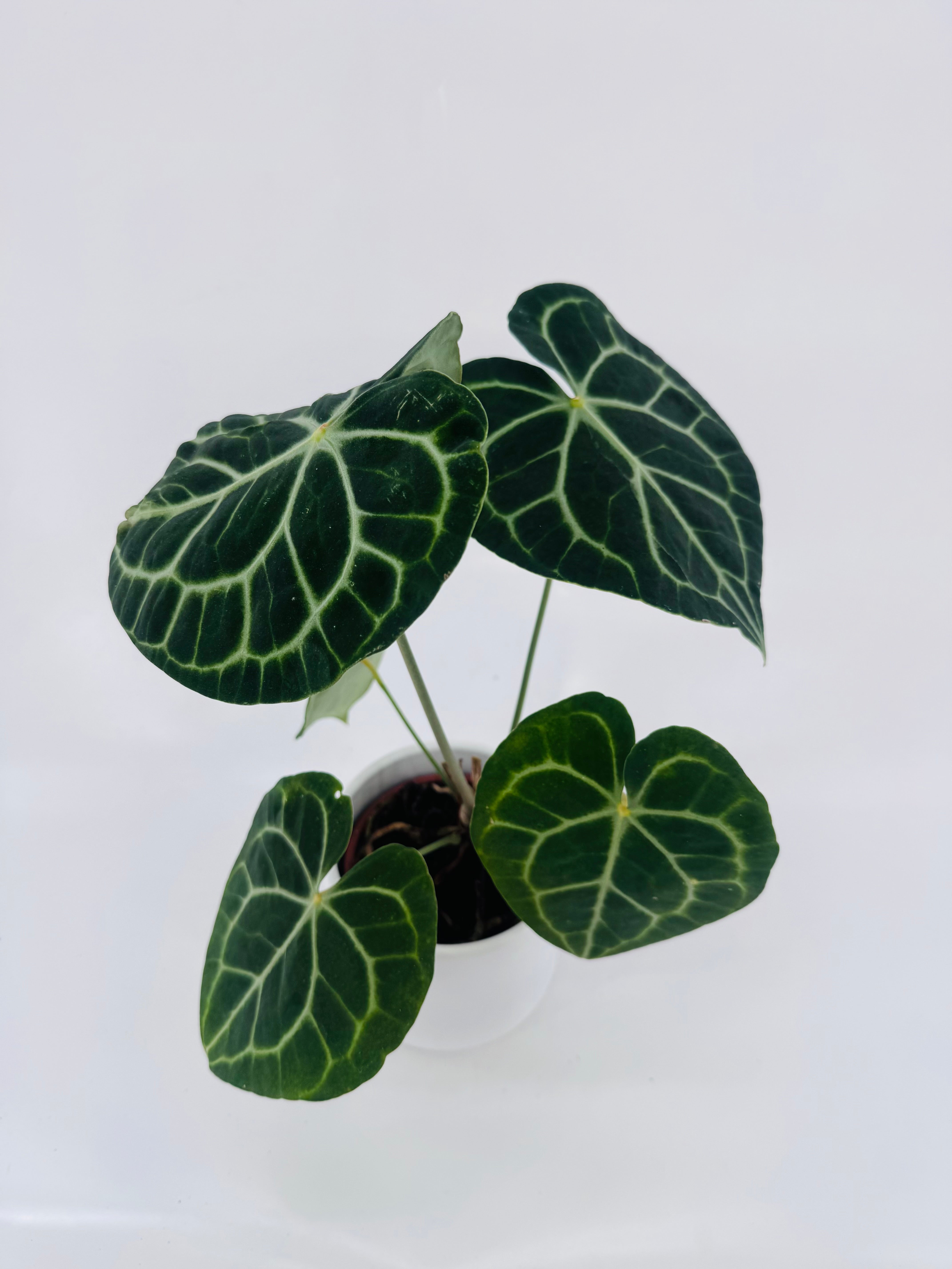 ANTHURIUM CLARINERVIUM M12