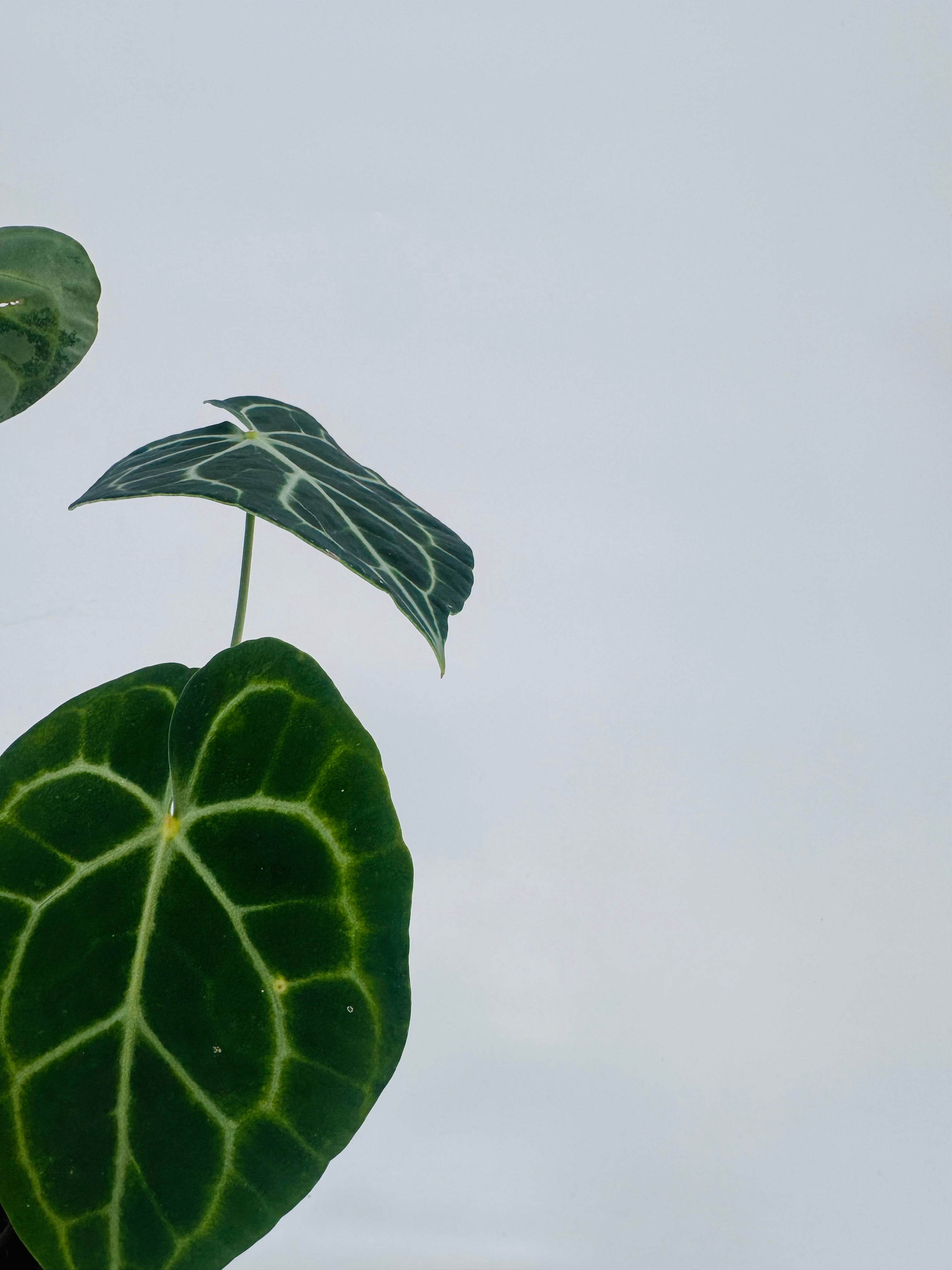 ANTHURIUM CLARINERVIUM M12