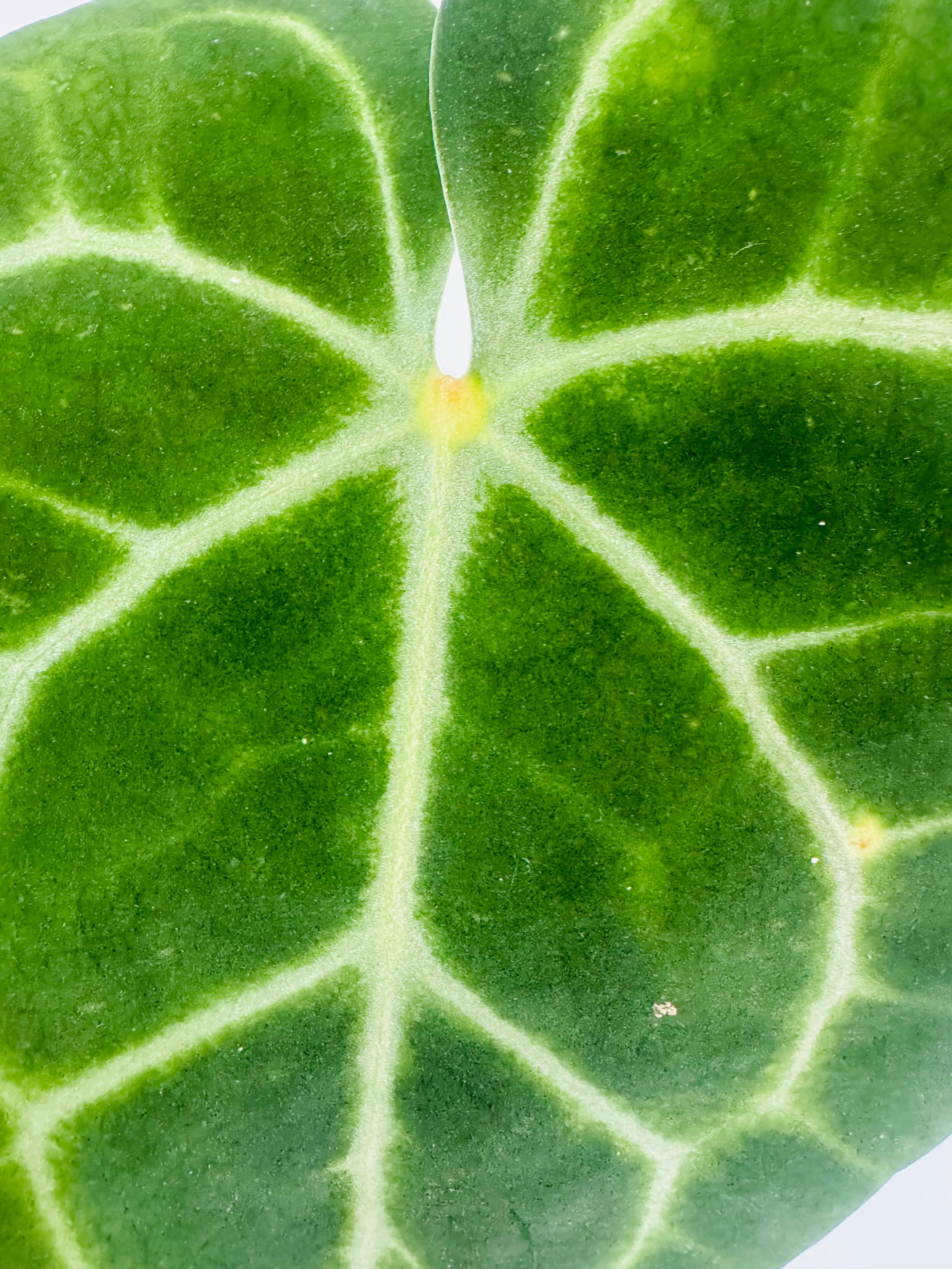 ANTHURIUM CLARINERVIUM M12