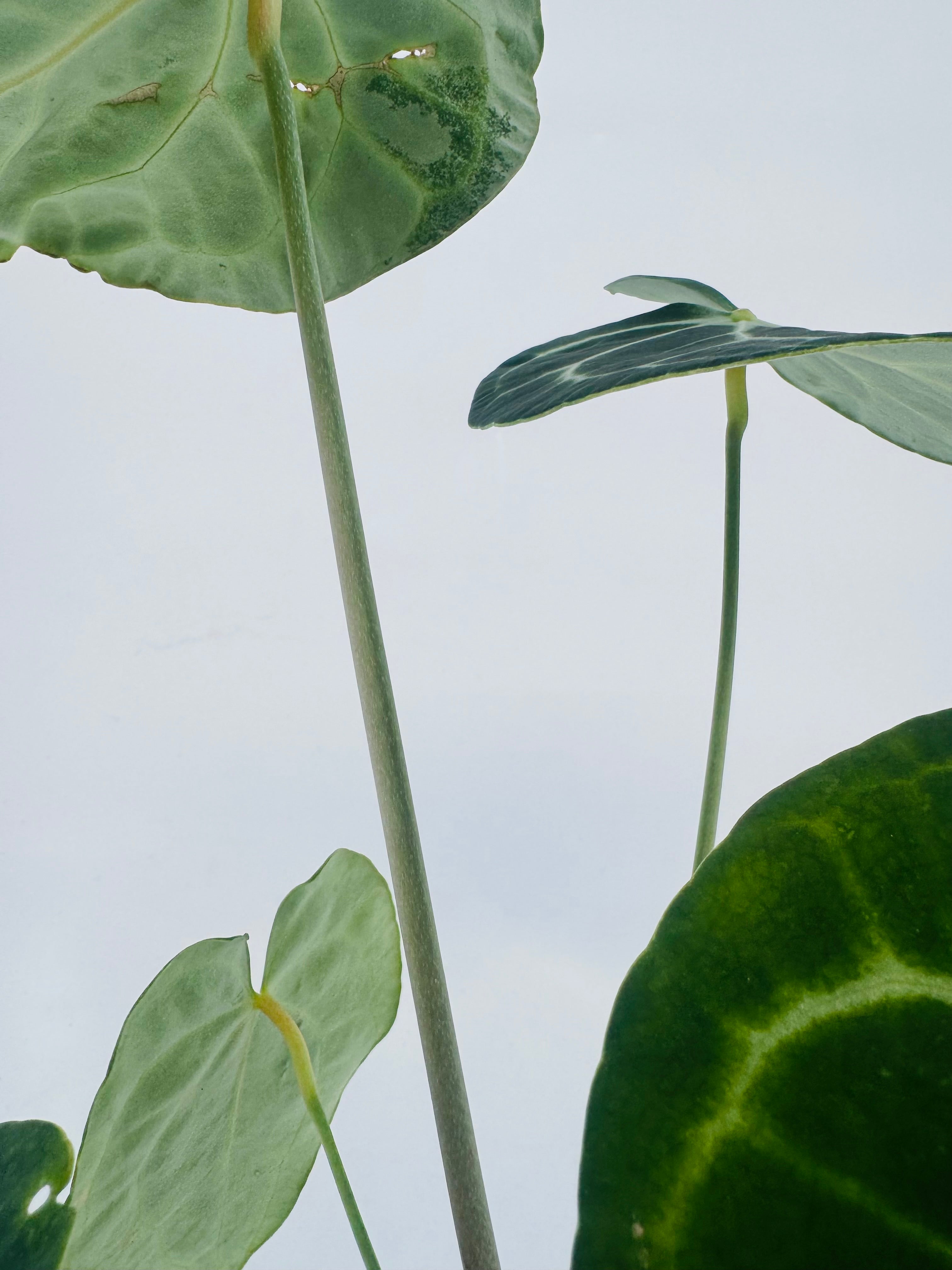 ANTHURIUM CLARINERVIUM M12