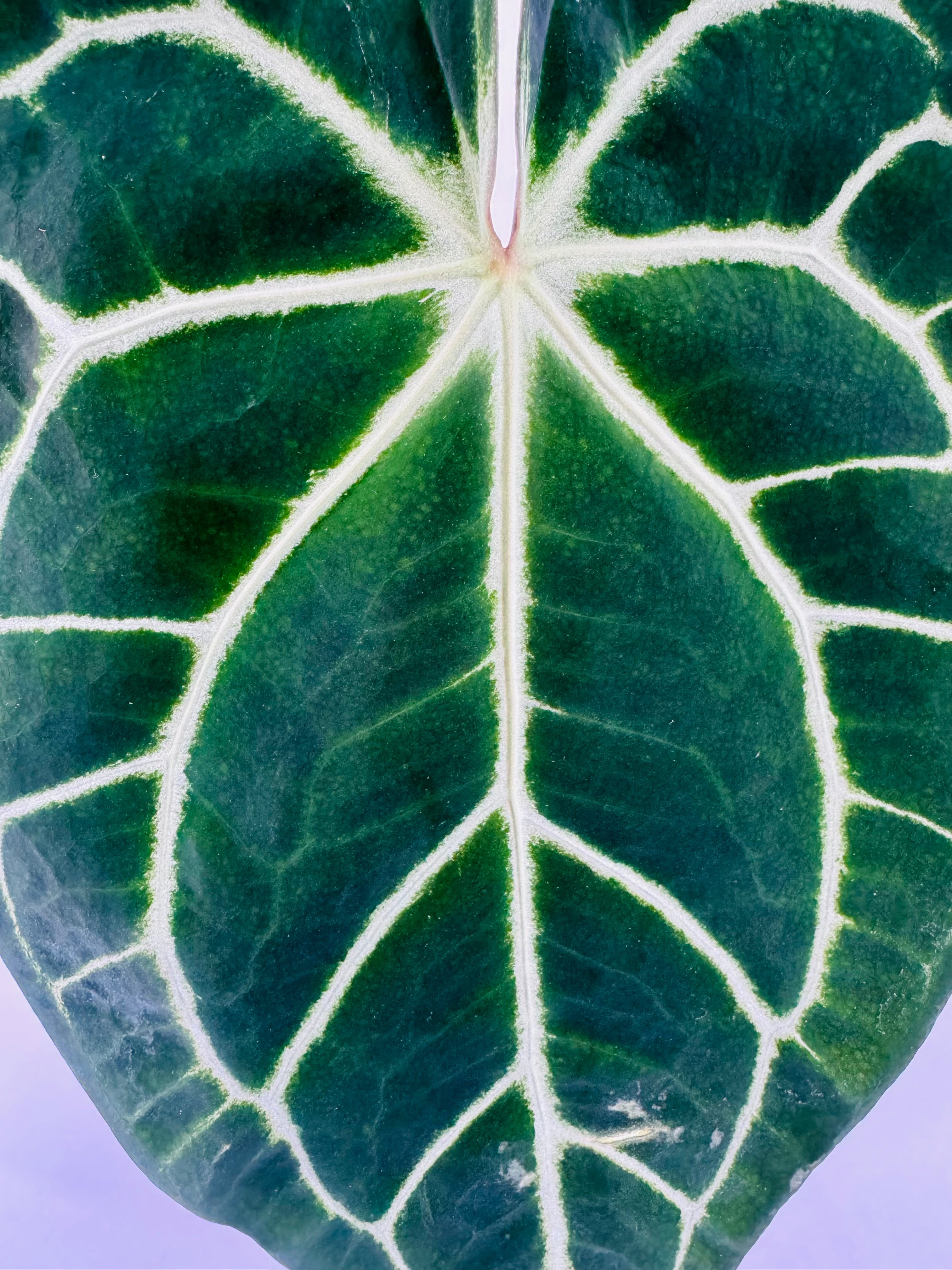 Primer plano de hoja aterciopelada de Anthurium Crystallinum M21 con nervaduras blancas brillantes.