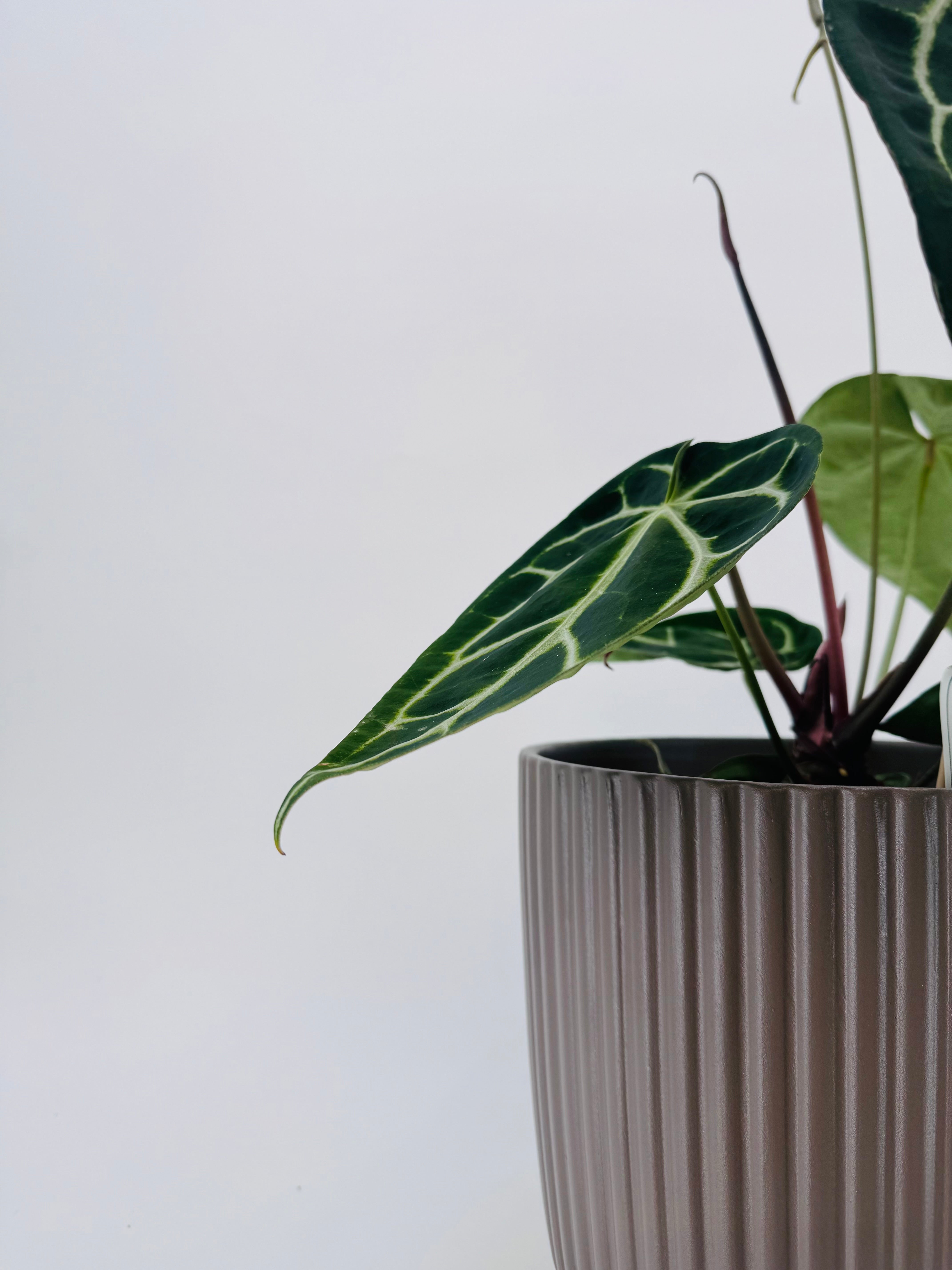 Anthurium Crystallinum M21 con hojas aterciopeladas verde oscuro y nervaduras blancas en maceta estriada gris.