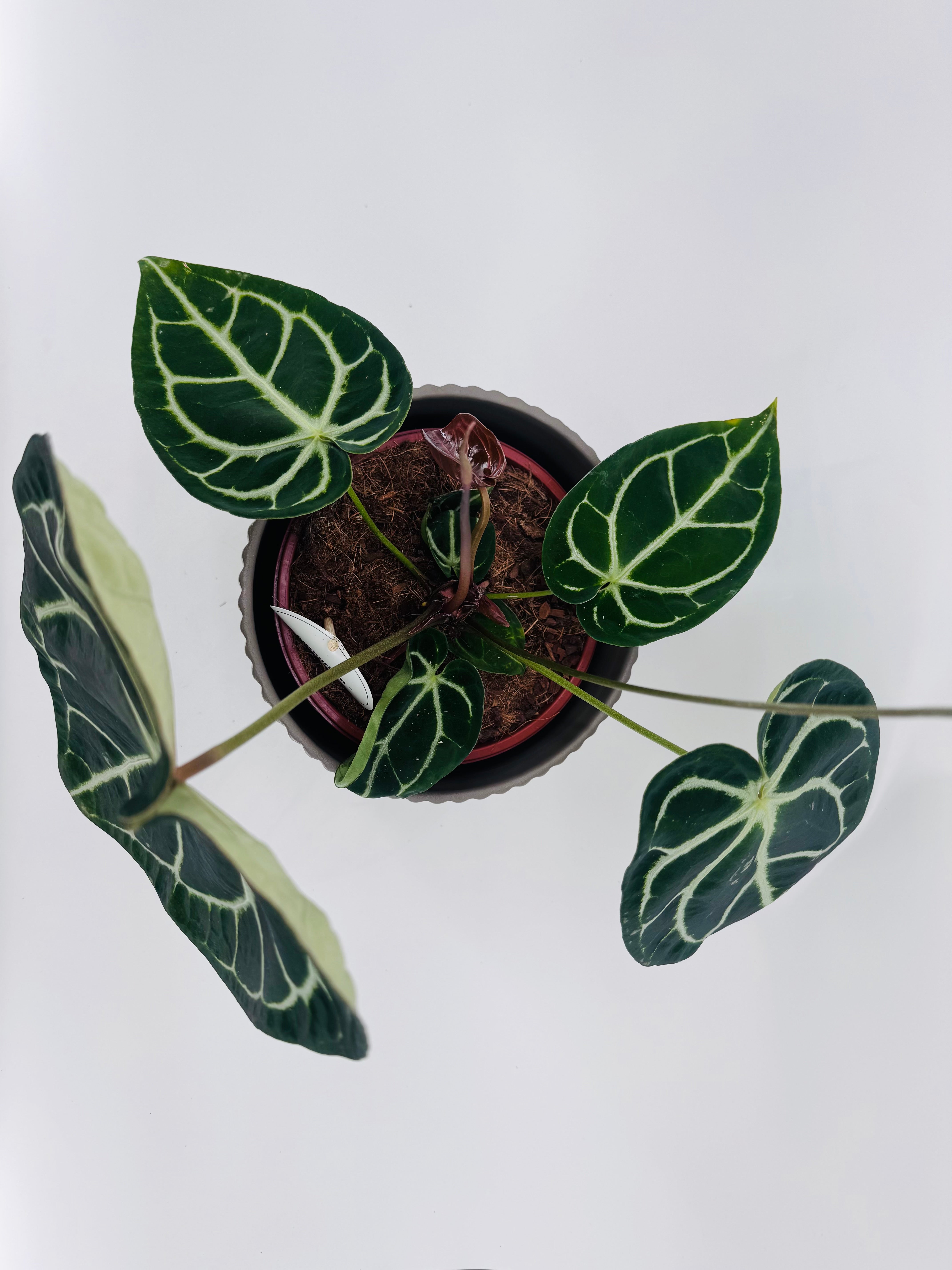 Anthurium Crystallinum M21 en maceta, con hojas aterciopeladas verde oscuro y nervaduras blancas marcadas.