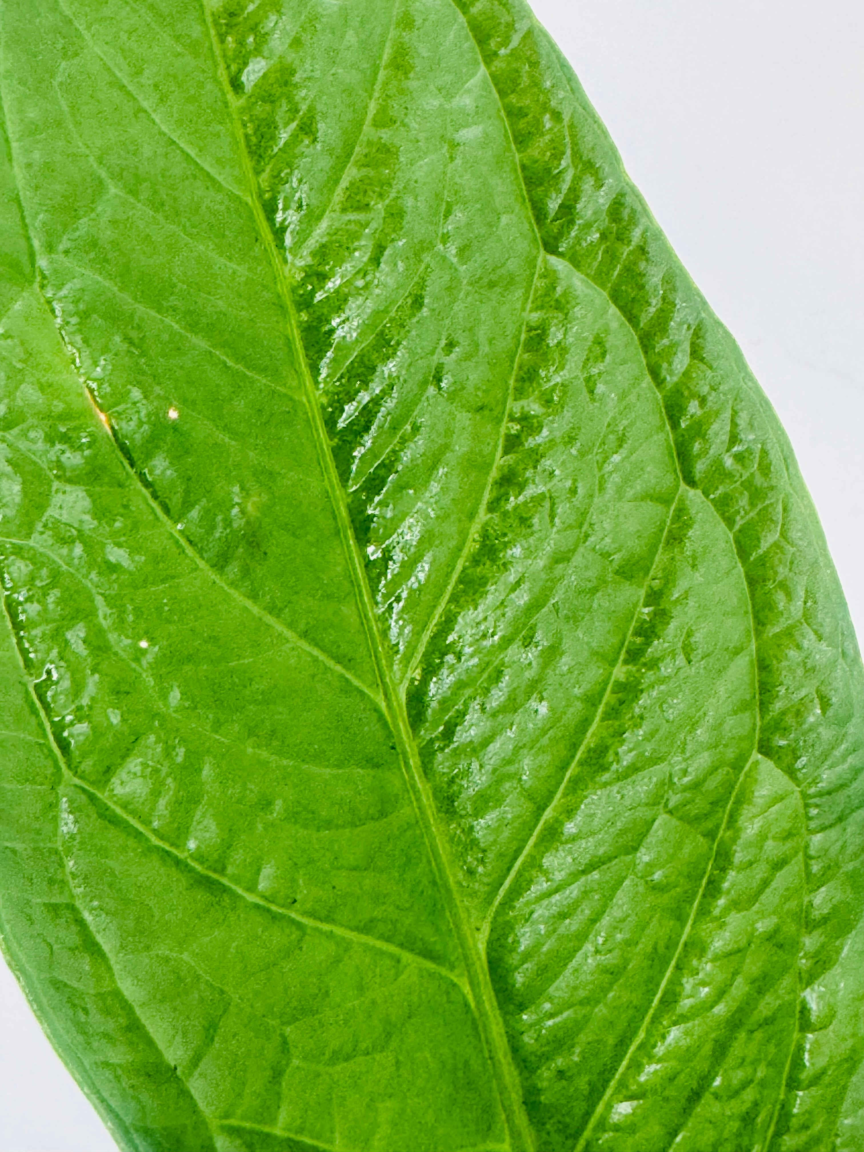 ANTHURIUM JENMANII M12