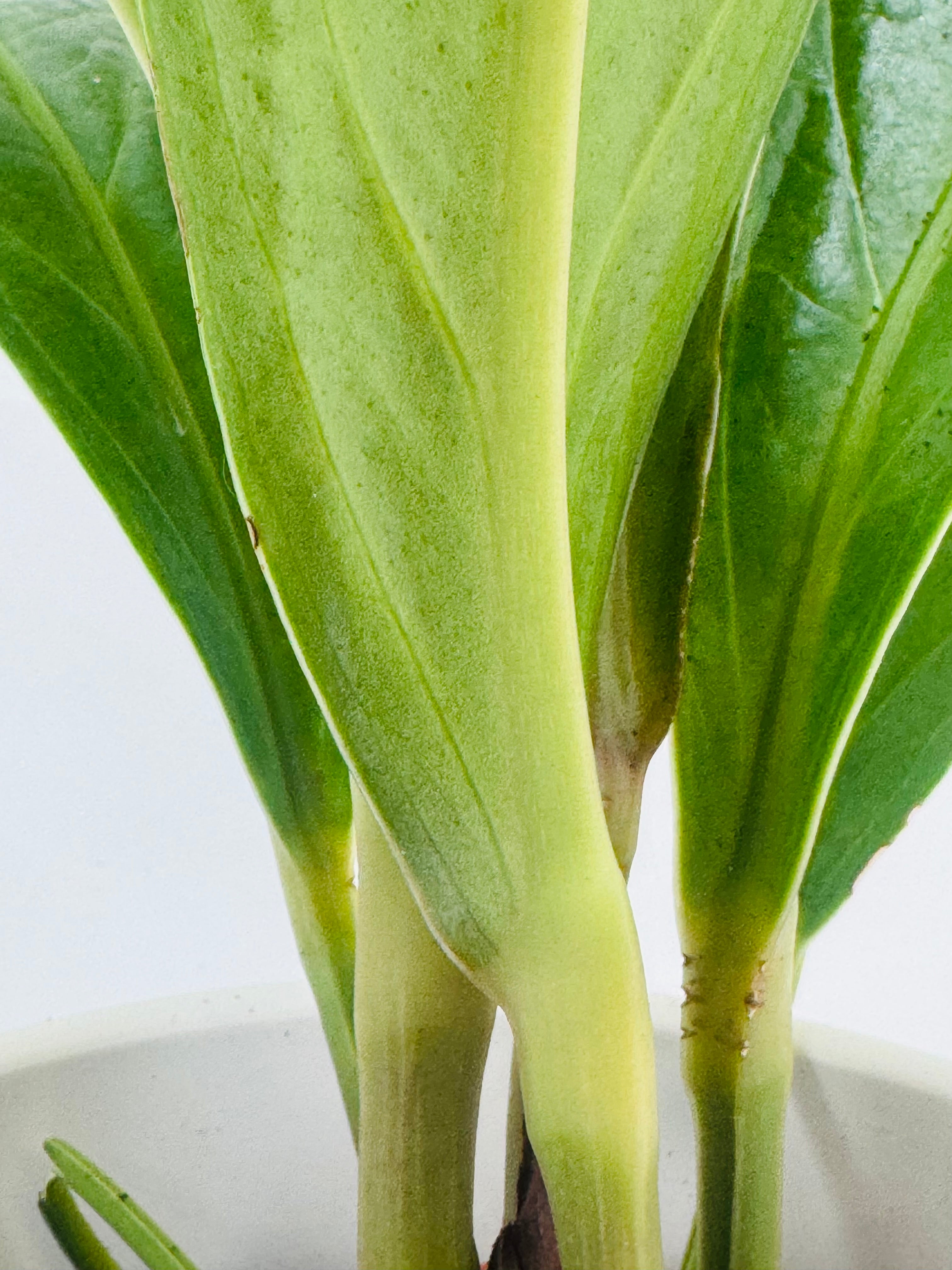 ANTHURIUM JENMANII M12