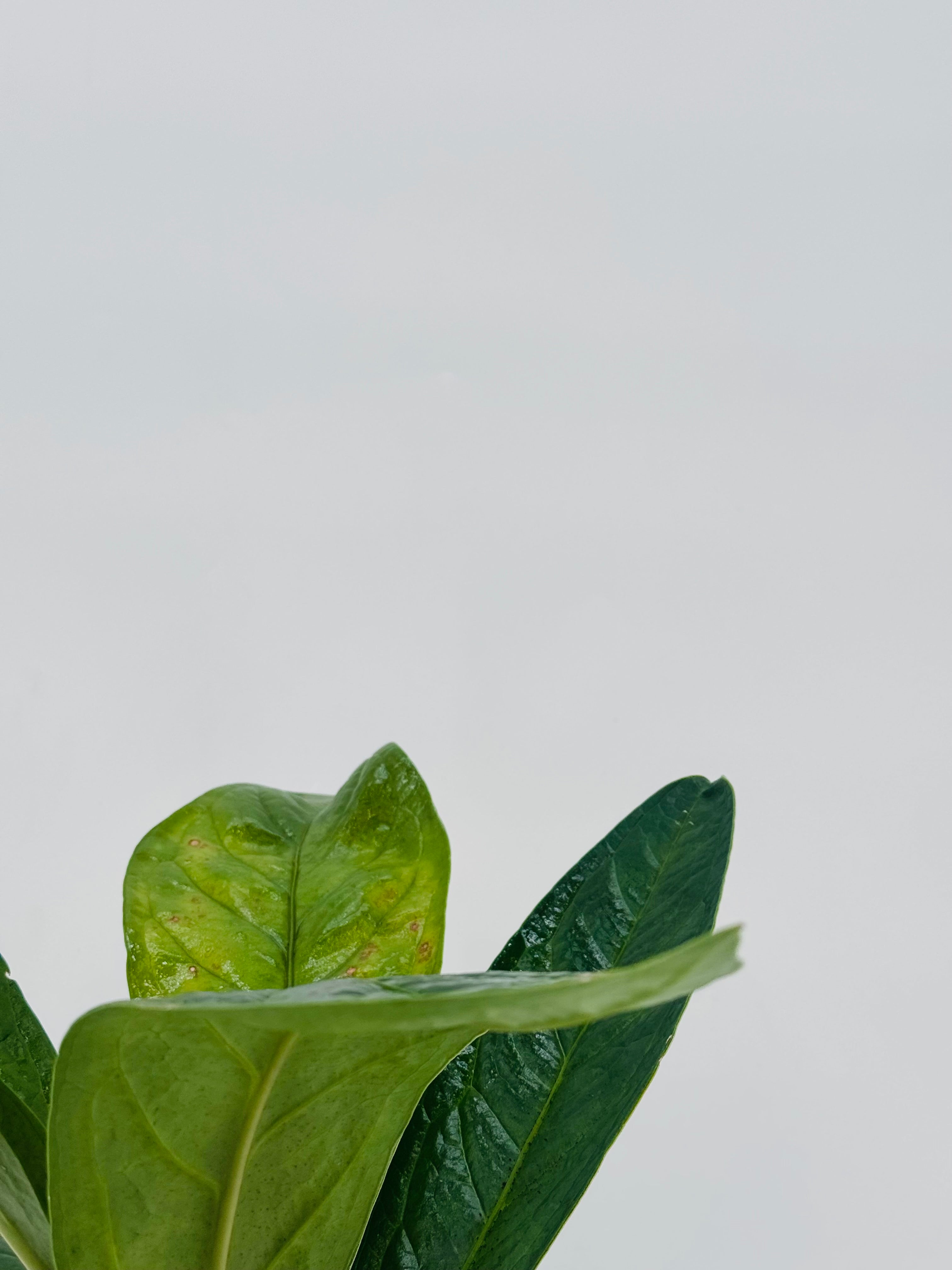 ANTHURIUM JENMANII M12