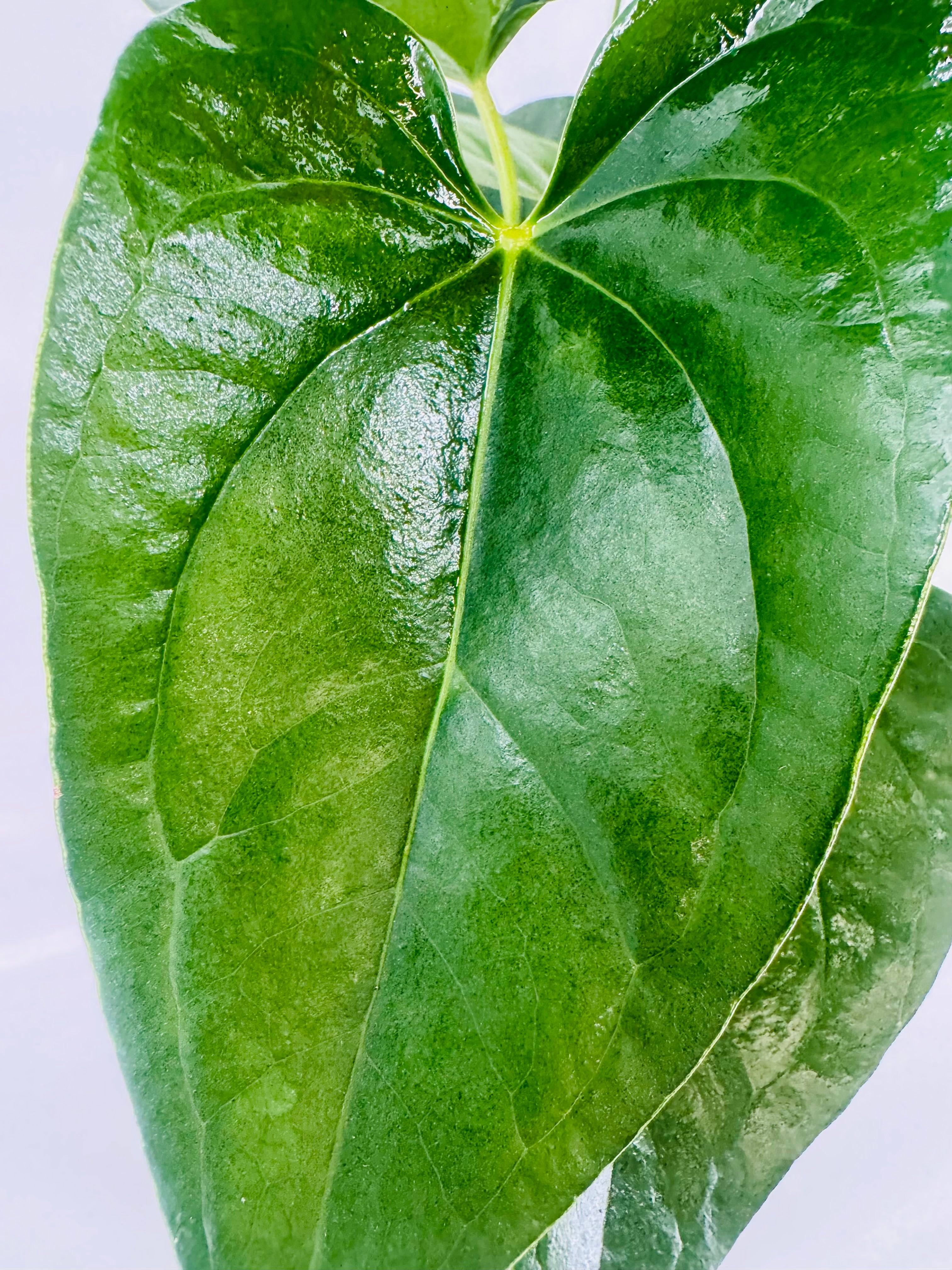 ANTHURIUM MIX M21