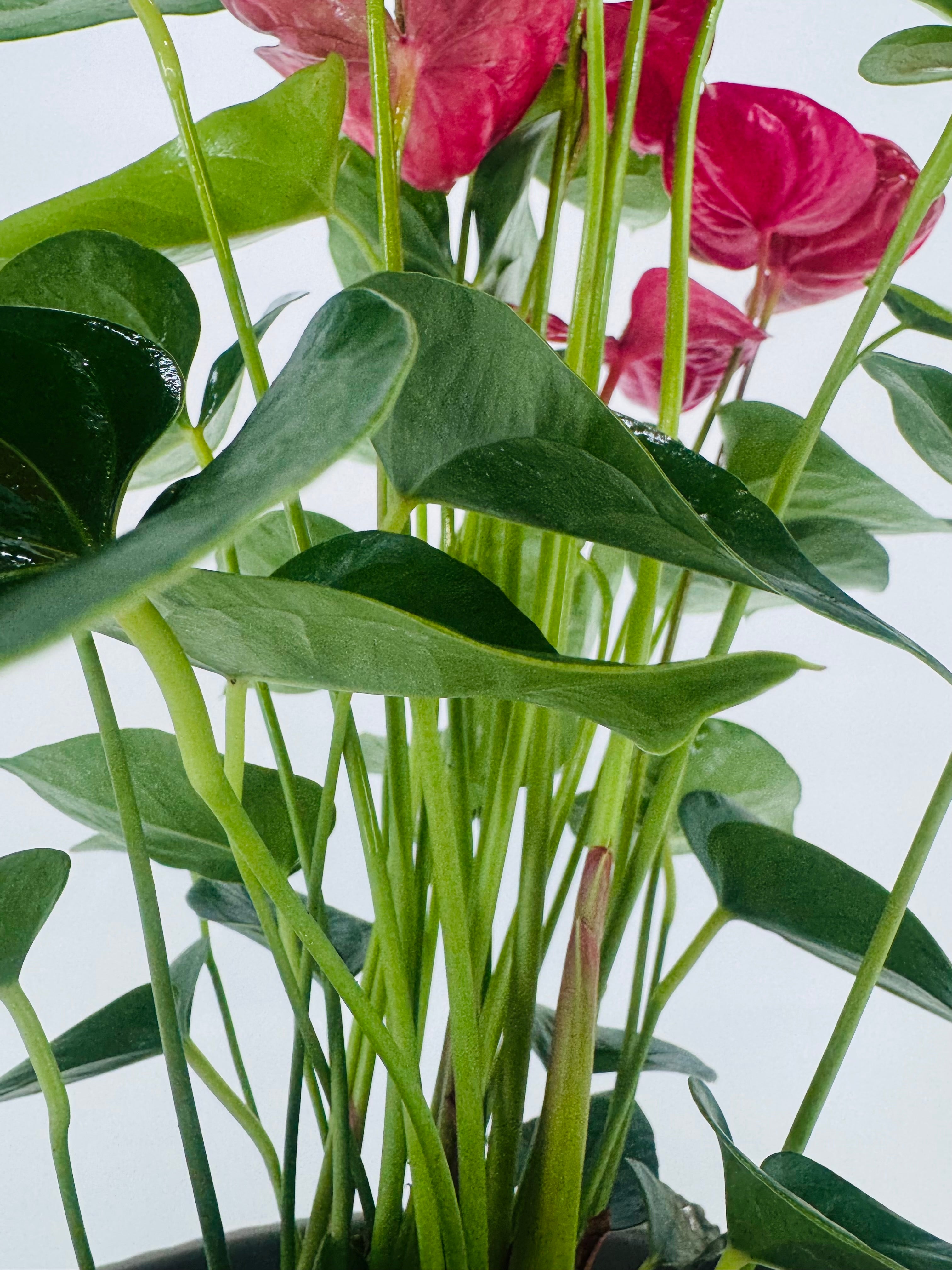 ANTHURIUM MIX M21