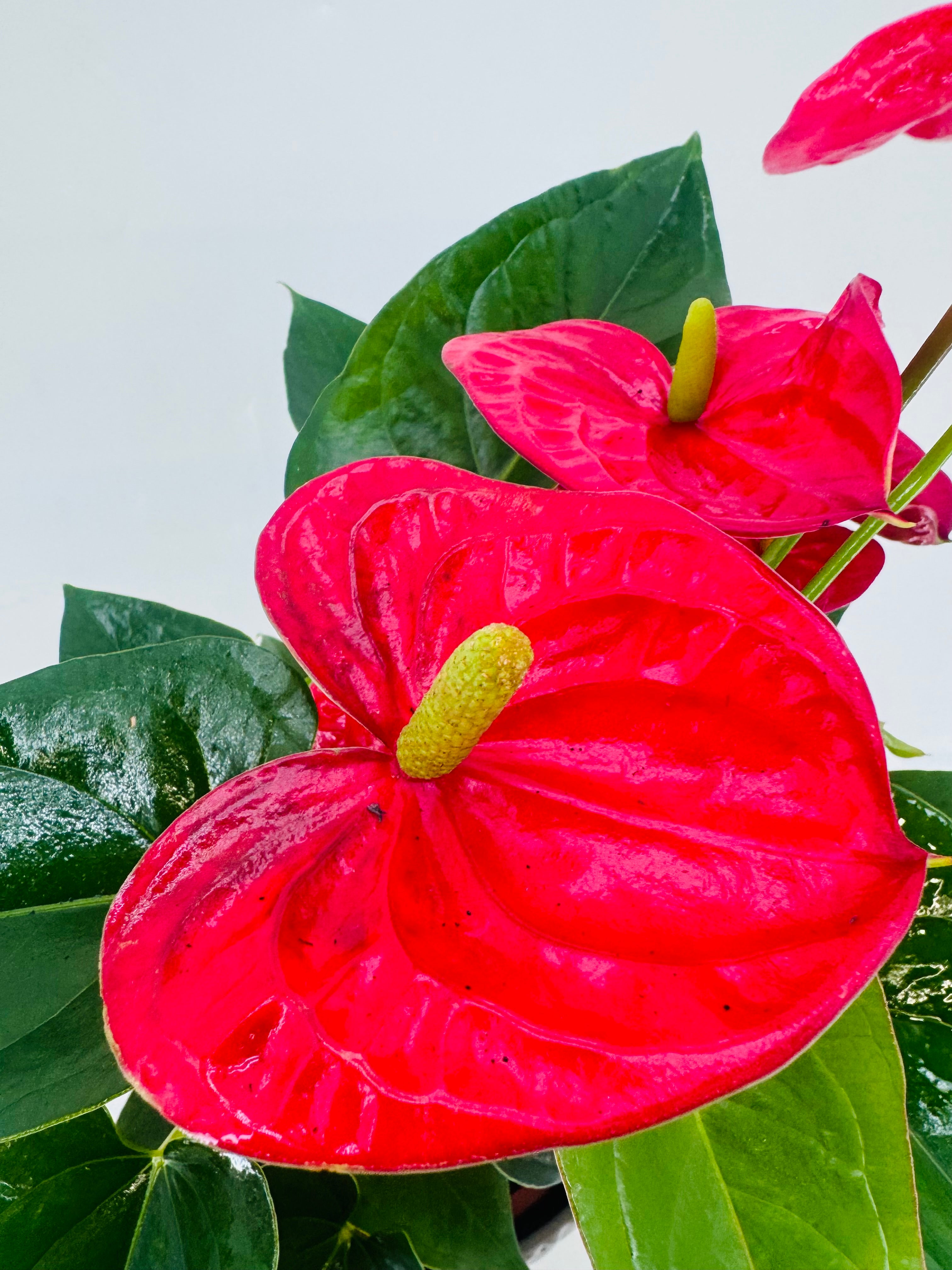 ANTHURIUM MIX M21