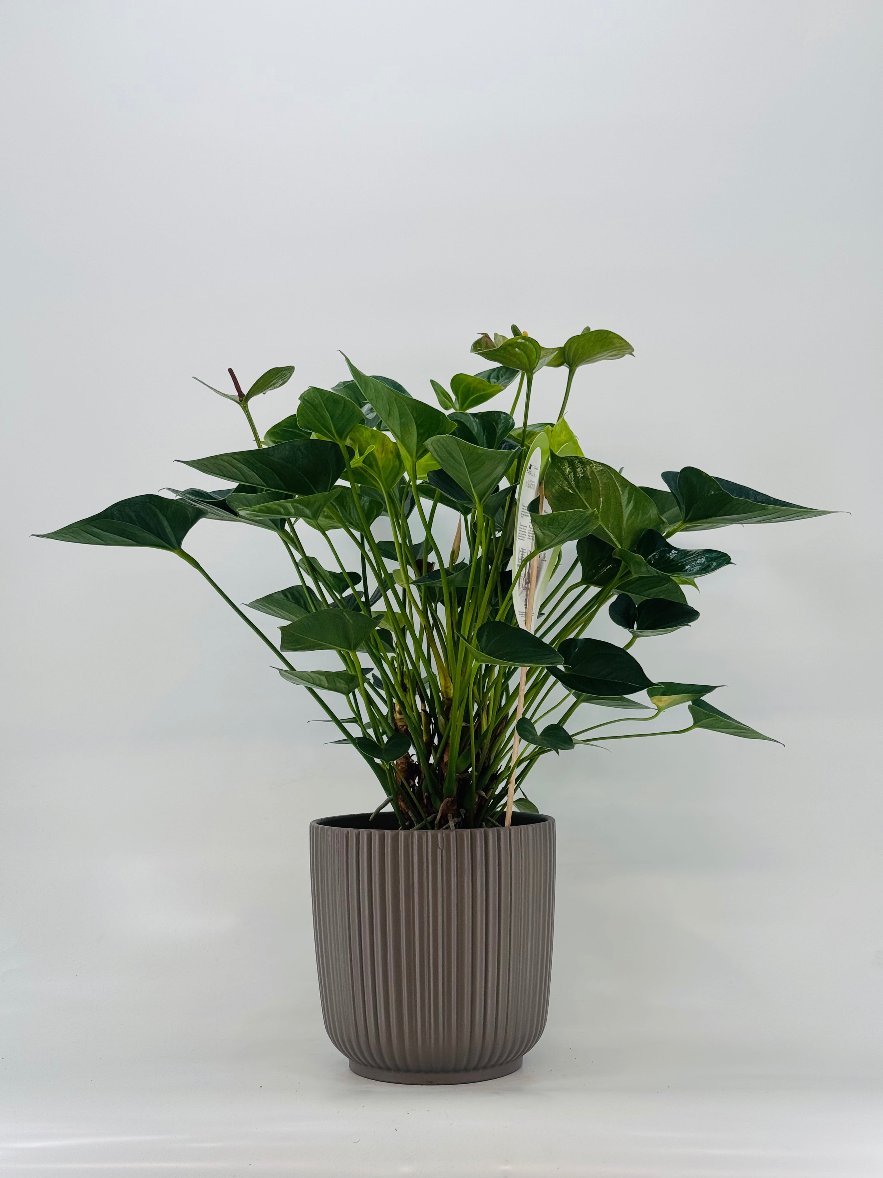 ANTHURIUM MIX MEZCLADO M21