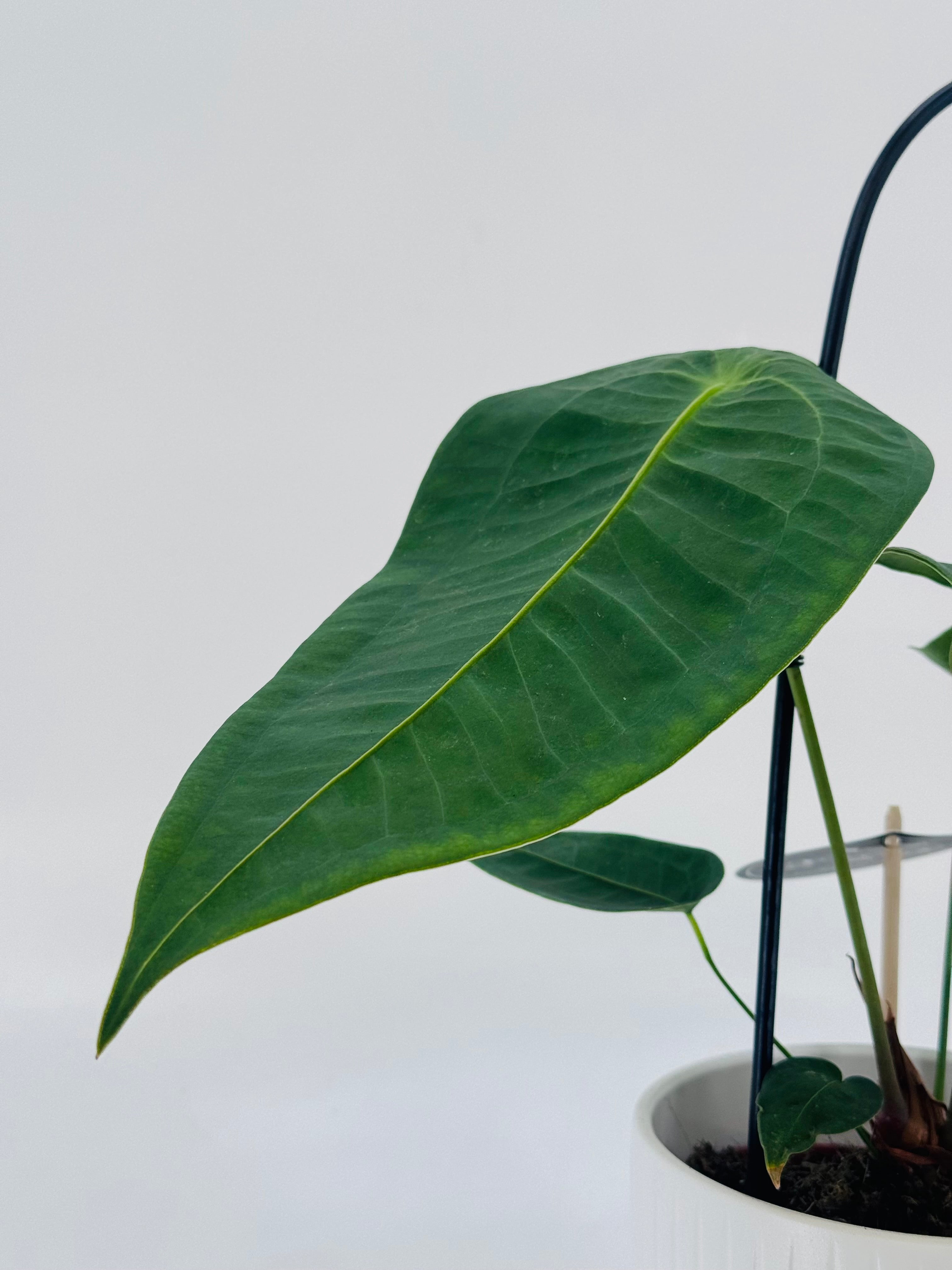 ANTHURIUM PELTIGERUM M12