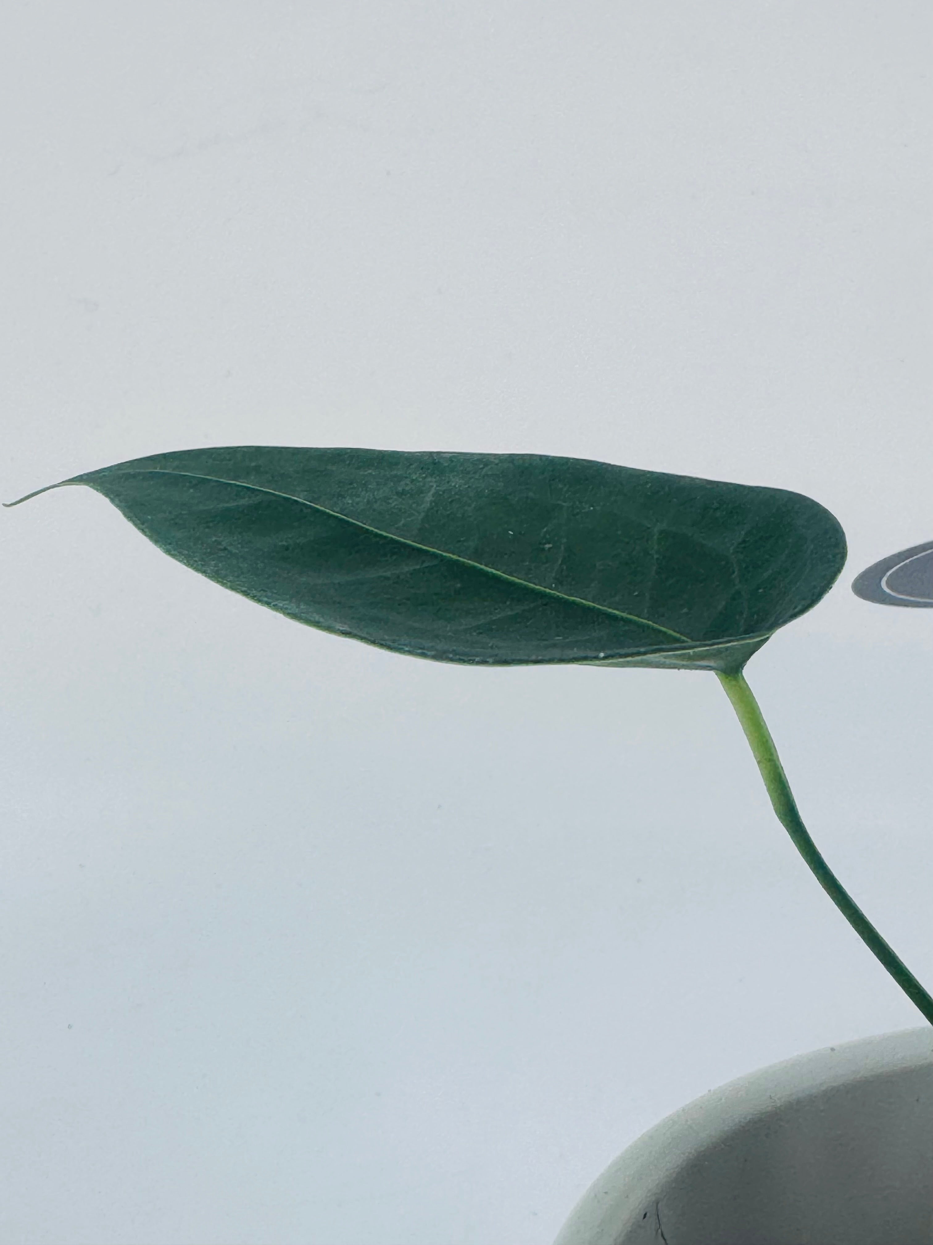 ANTHURIUM PELTIGERUM M12