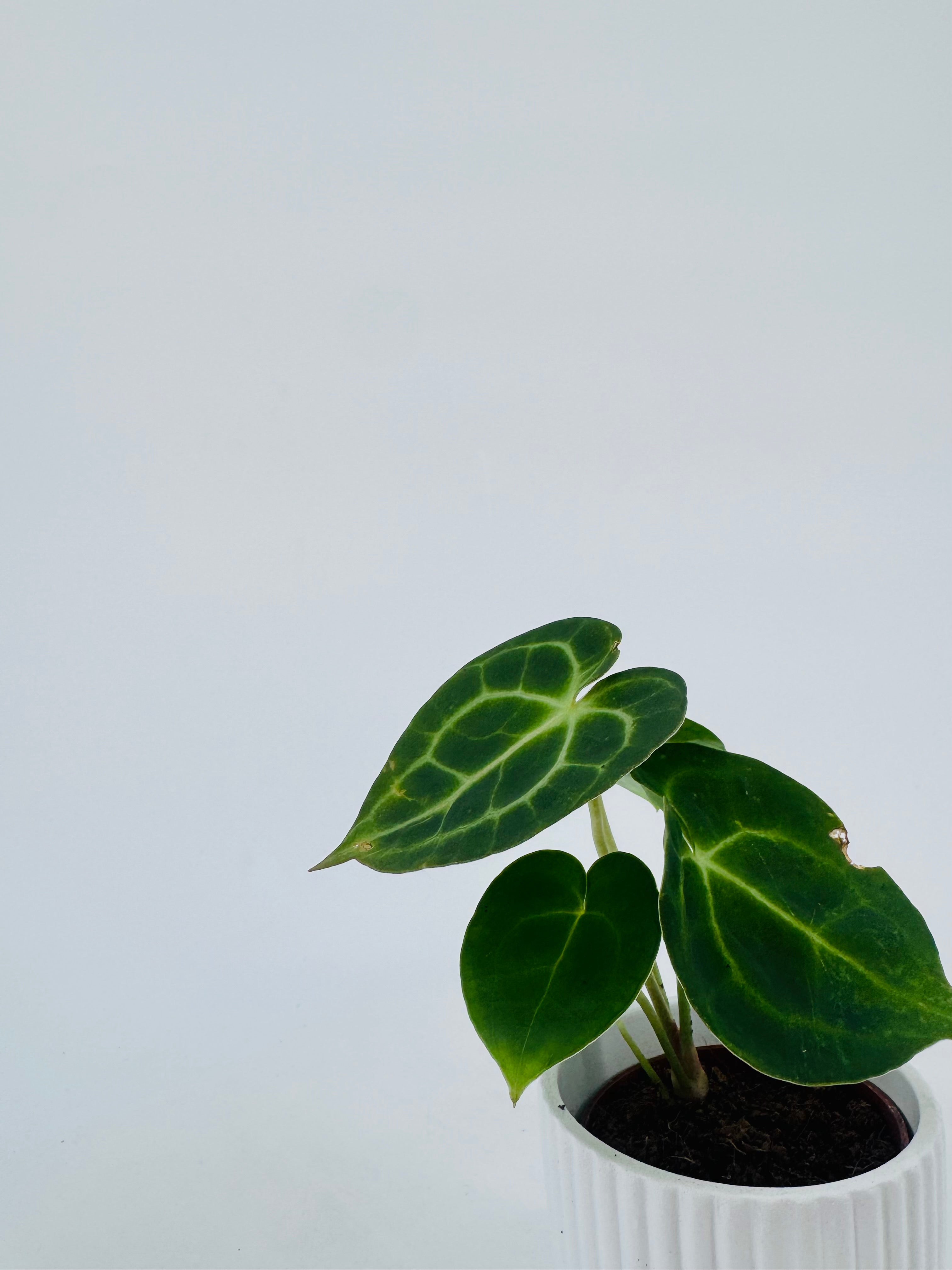 Joven Anthurium Special M6 con hojas verdes exóticas y nervaduras marcadas en maceta blanca.