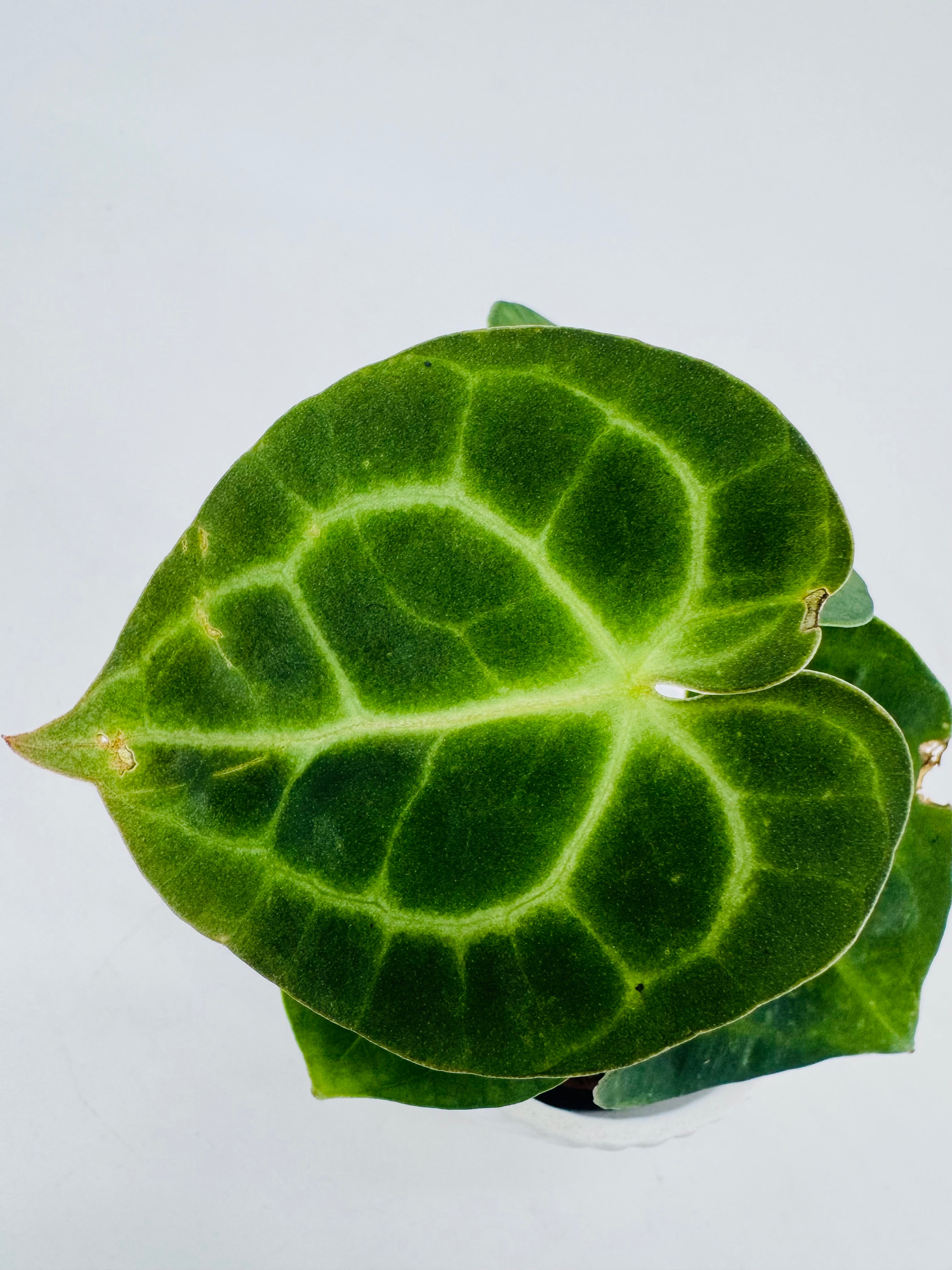 Anthurium juvenil con hoja aterciopelada verde oscuro y nervaduras claras marcadas.