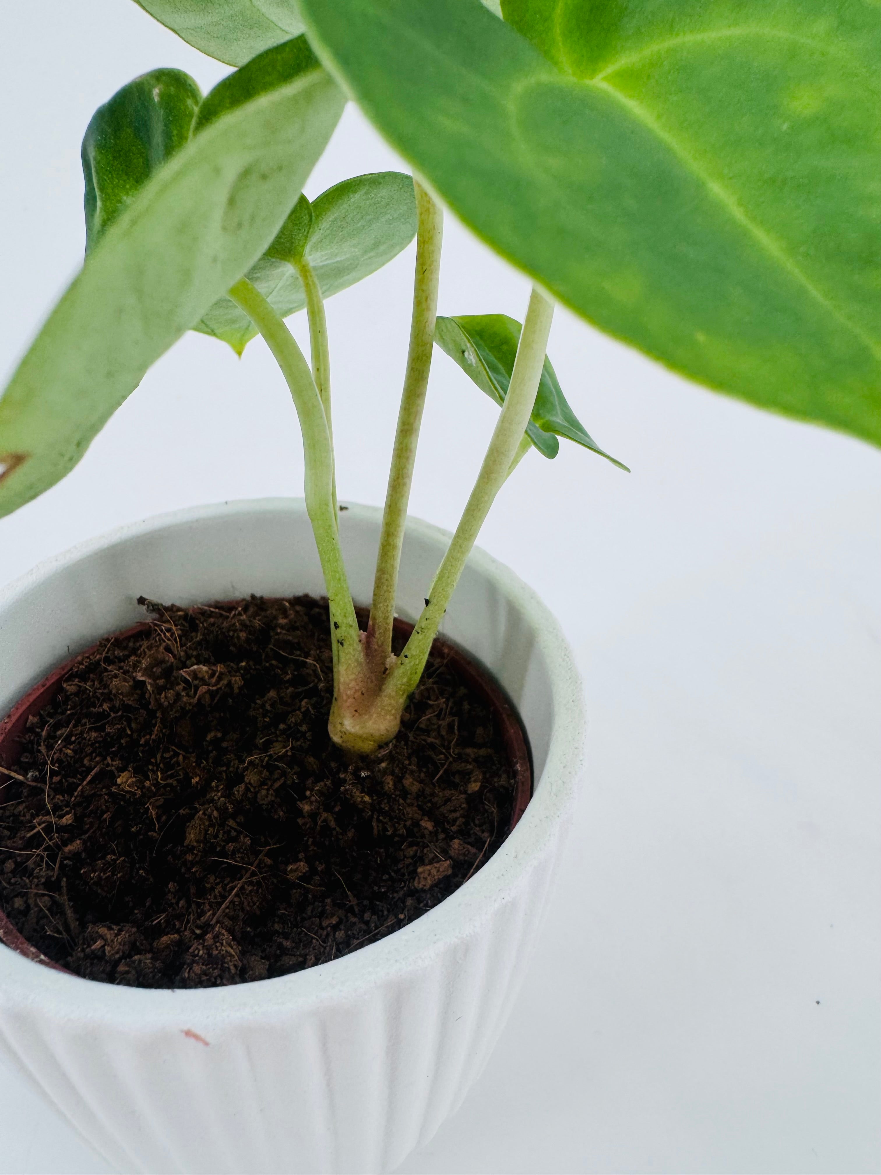Anthurium juvenil de hojas verdes exóticas en maceta blanca estriada con tierra oscura.