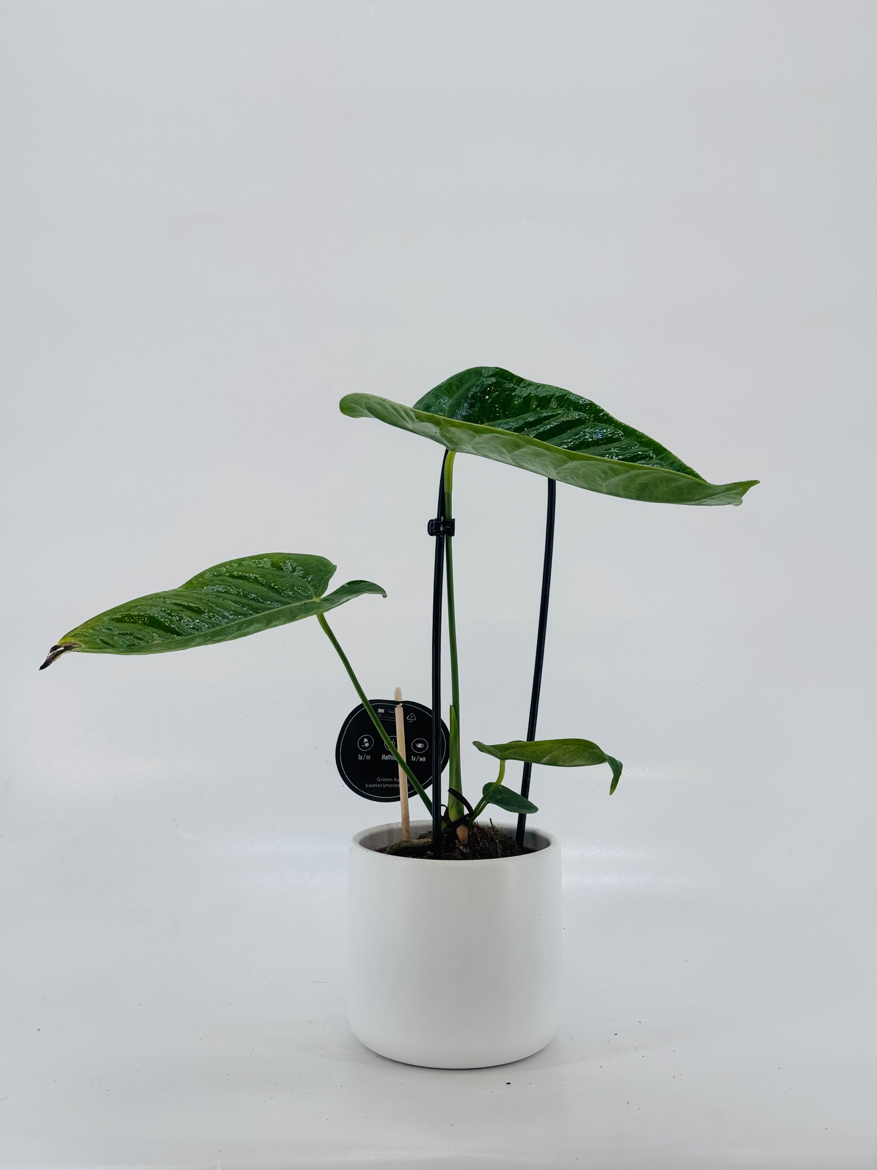 ANTHURIUM VEITCHII M12