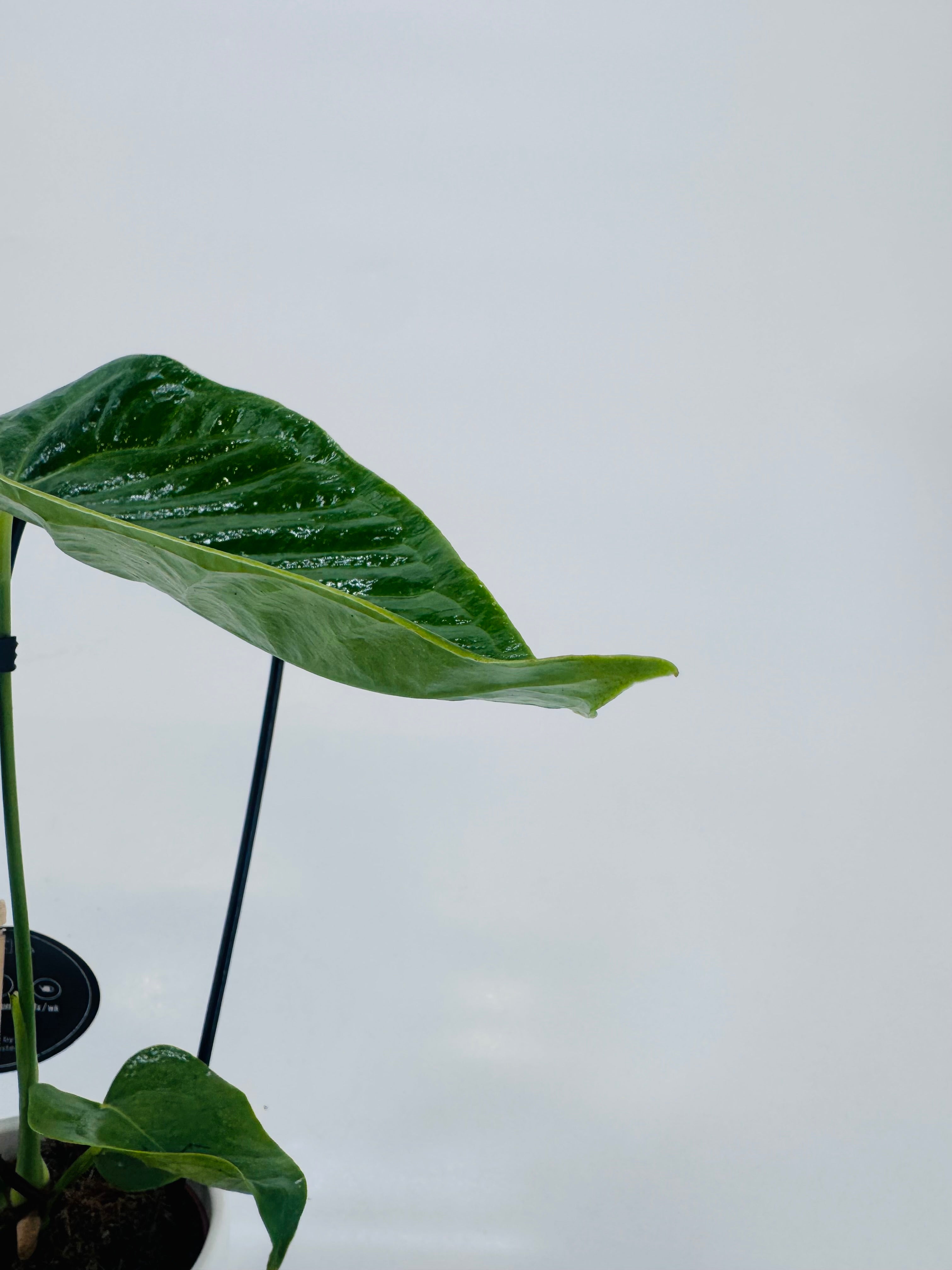 ANTHURIUM VEITCHII M12