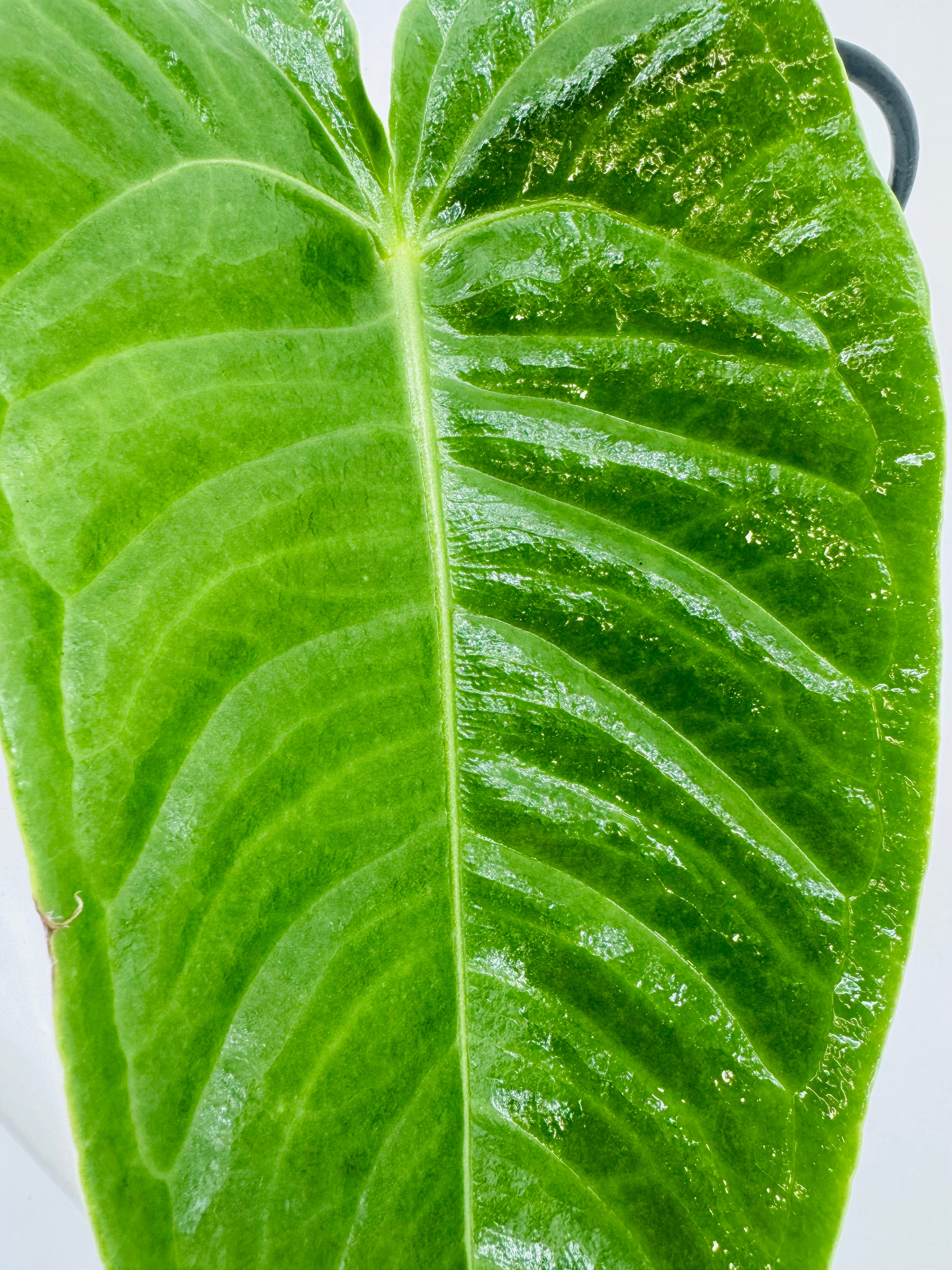 ANTHURIUM VEITCHII M12