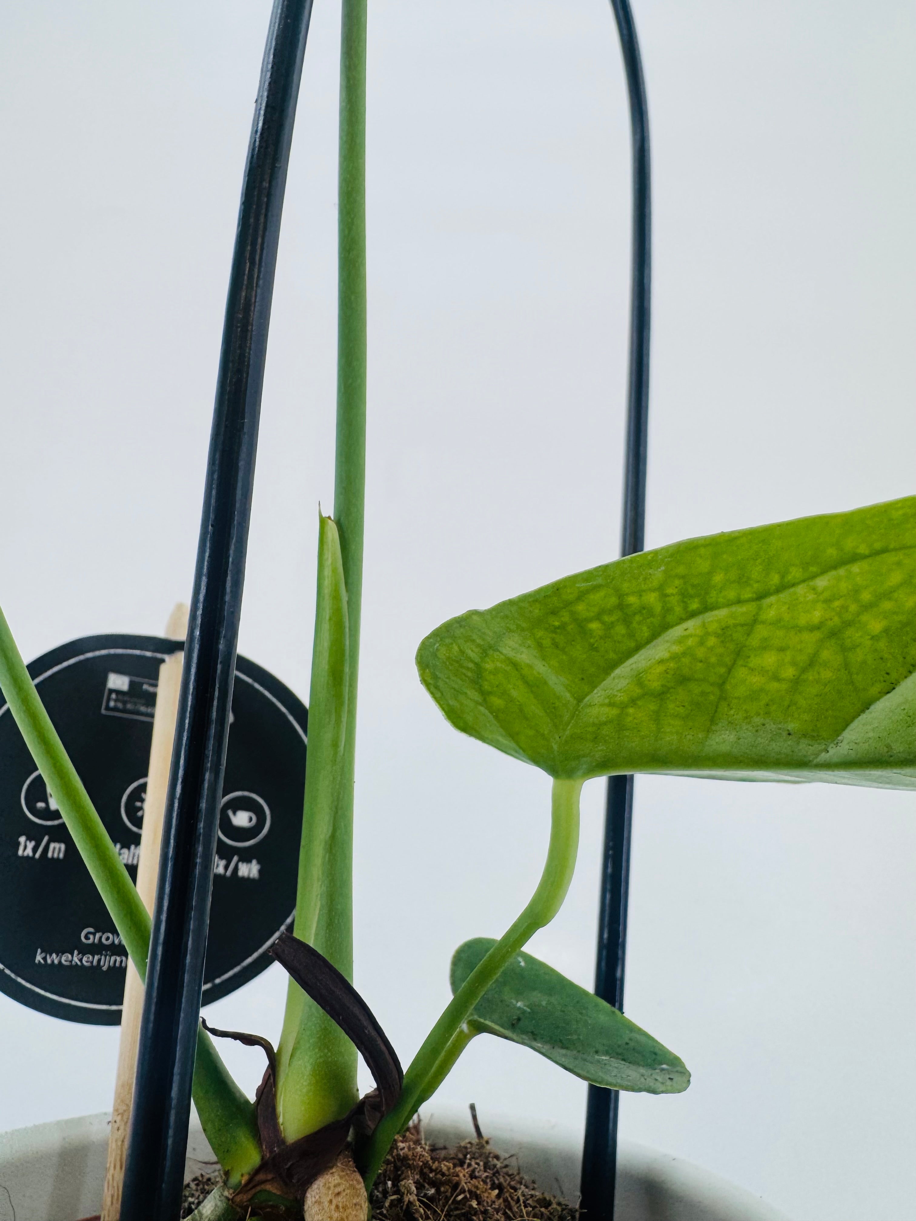 ANTHURIUM VEITCHII M12
