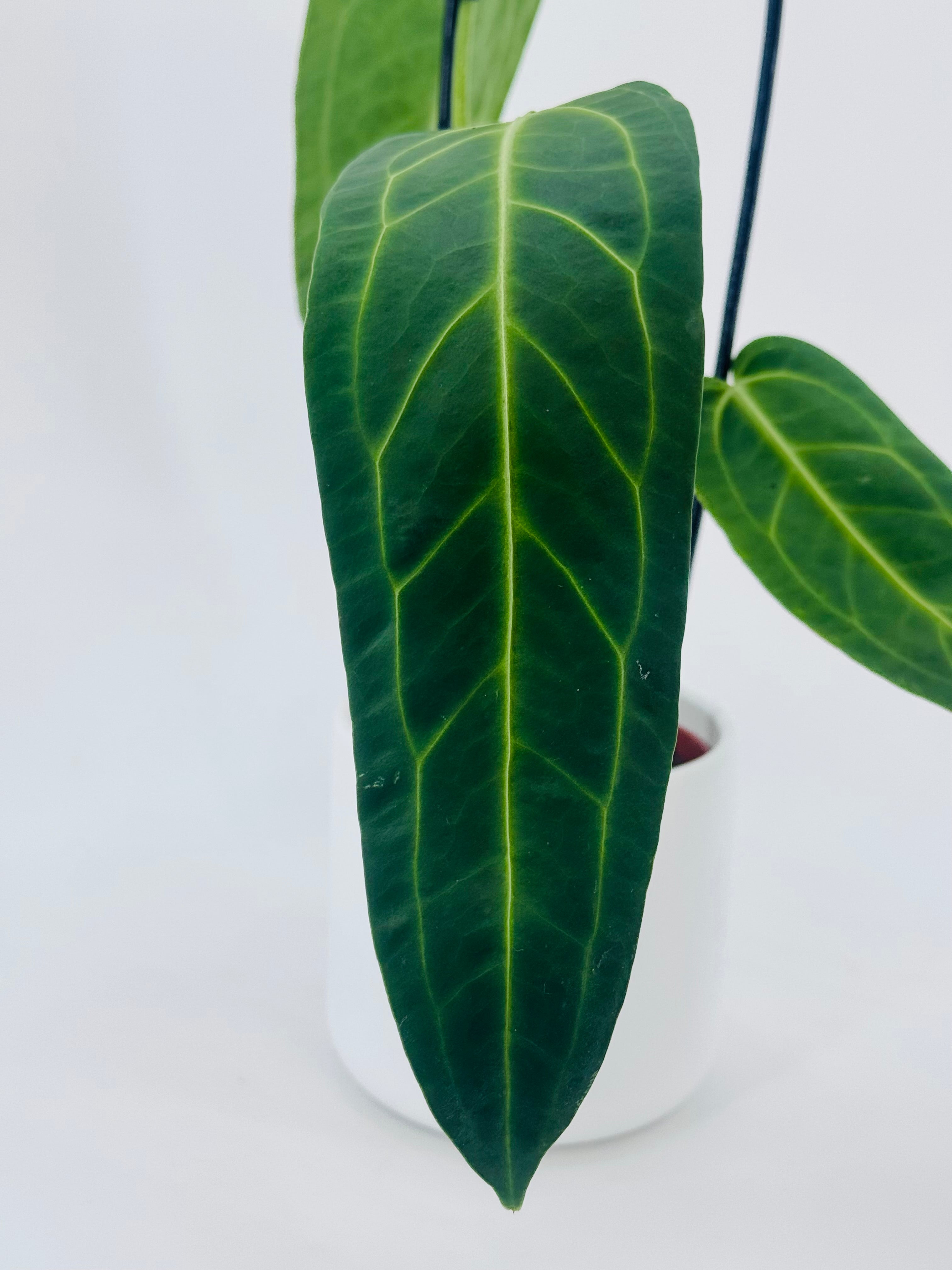 Anthurium Warocqueanum M12 con hoja aterciopelada verde oscuro y nervaduras plateadas en maceta blanca.