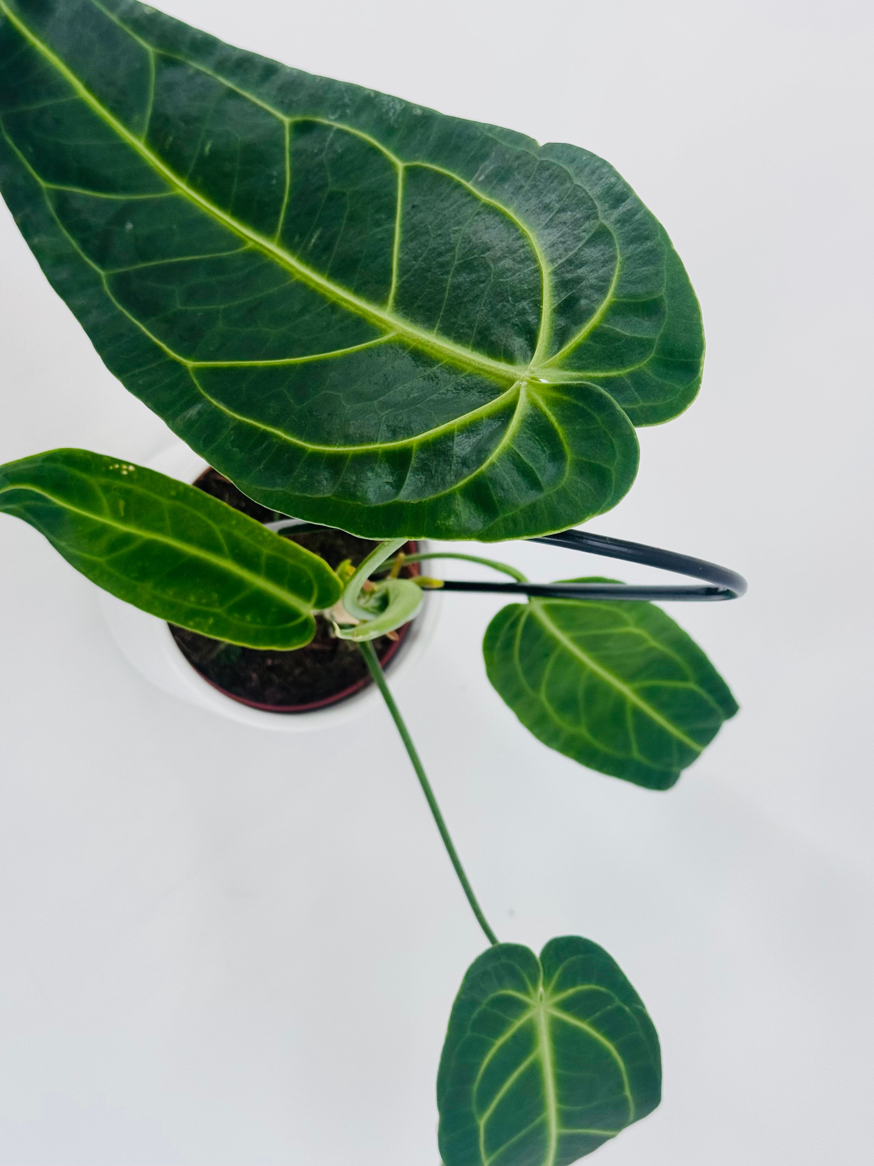 Anthurium Warocqueanum M12 con hojas aterciopeladas verde oscuro y nervaduras plateadas en maceta blanca.