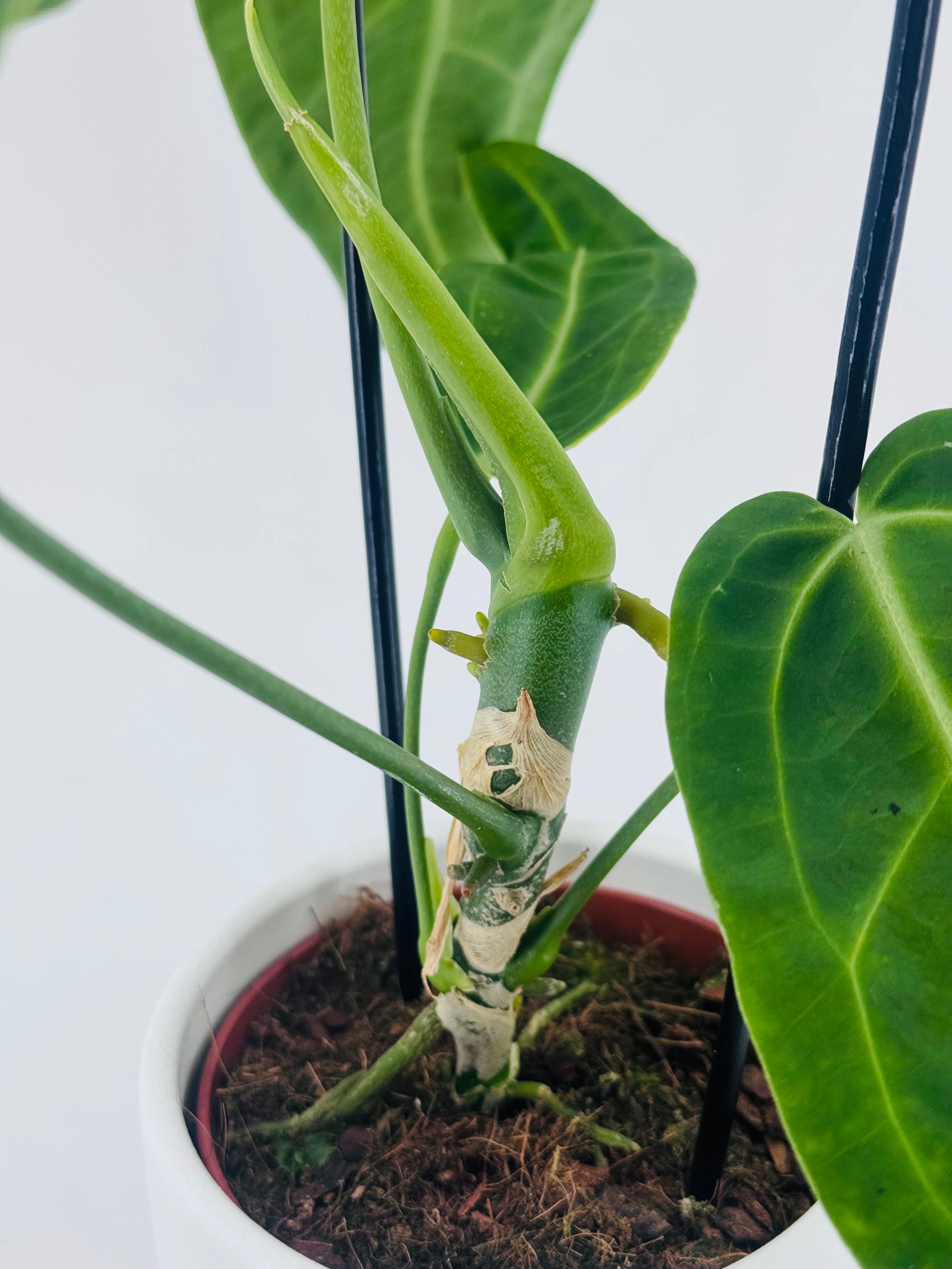 Anthurium Warocqueanum M12 con tallo verde, hojas aterciopeladas y nervaduras plateadas en maceta blanca.